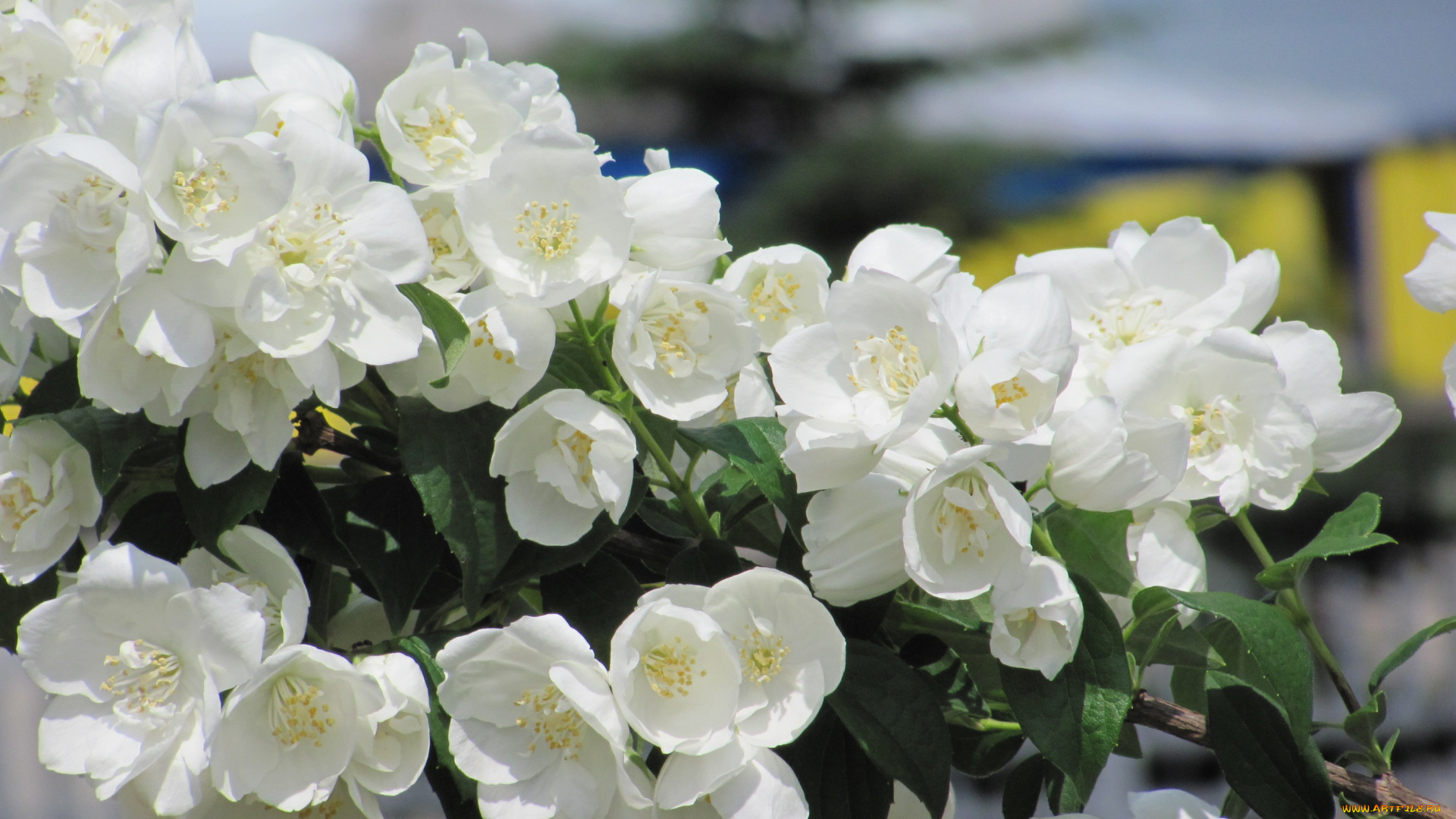 жасмин, цветы, белые, ветка