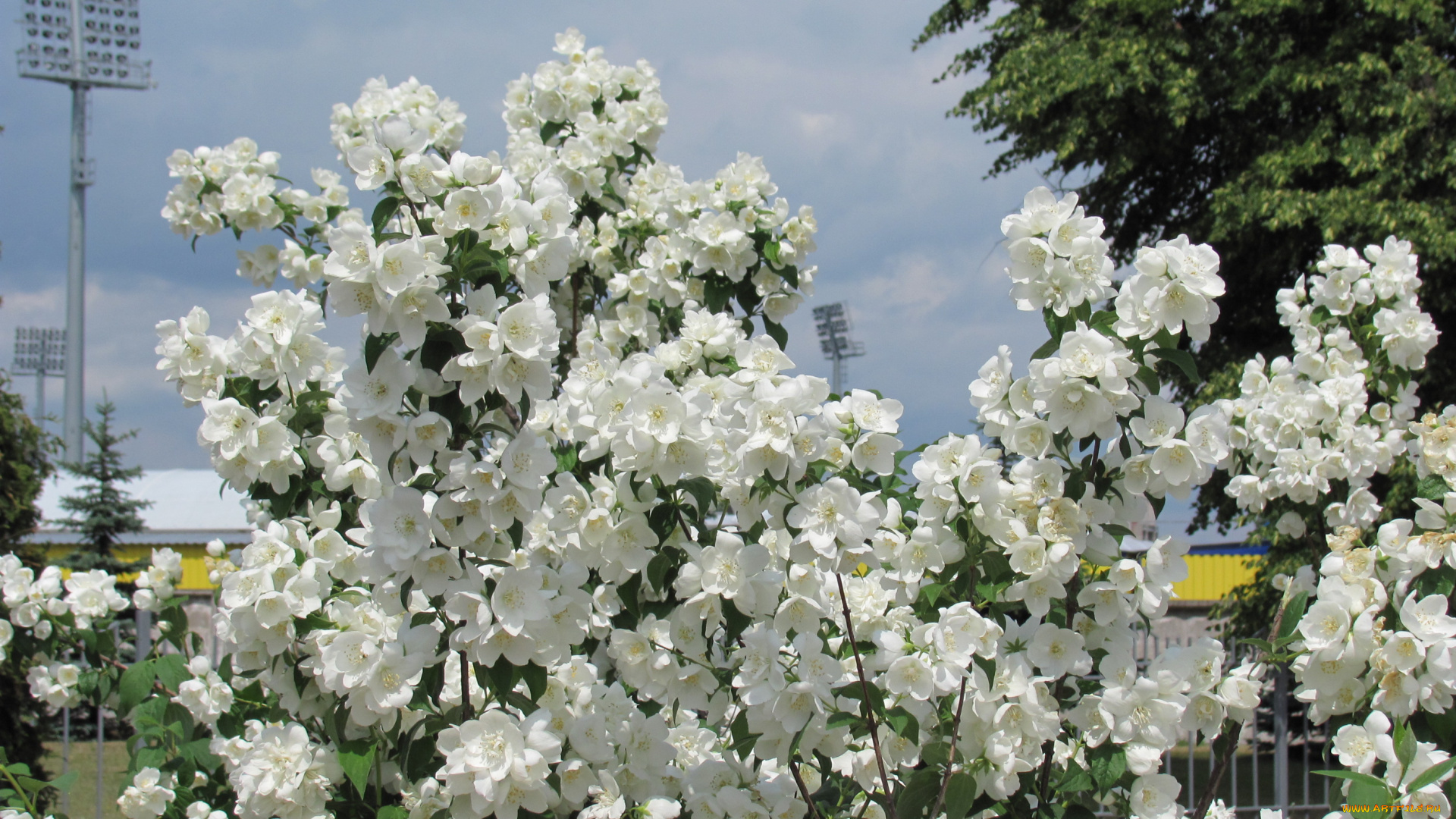 жасмин, цветы, куст, белые, дерево