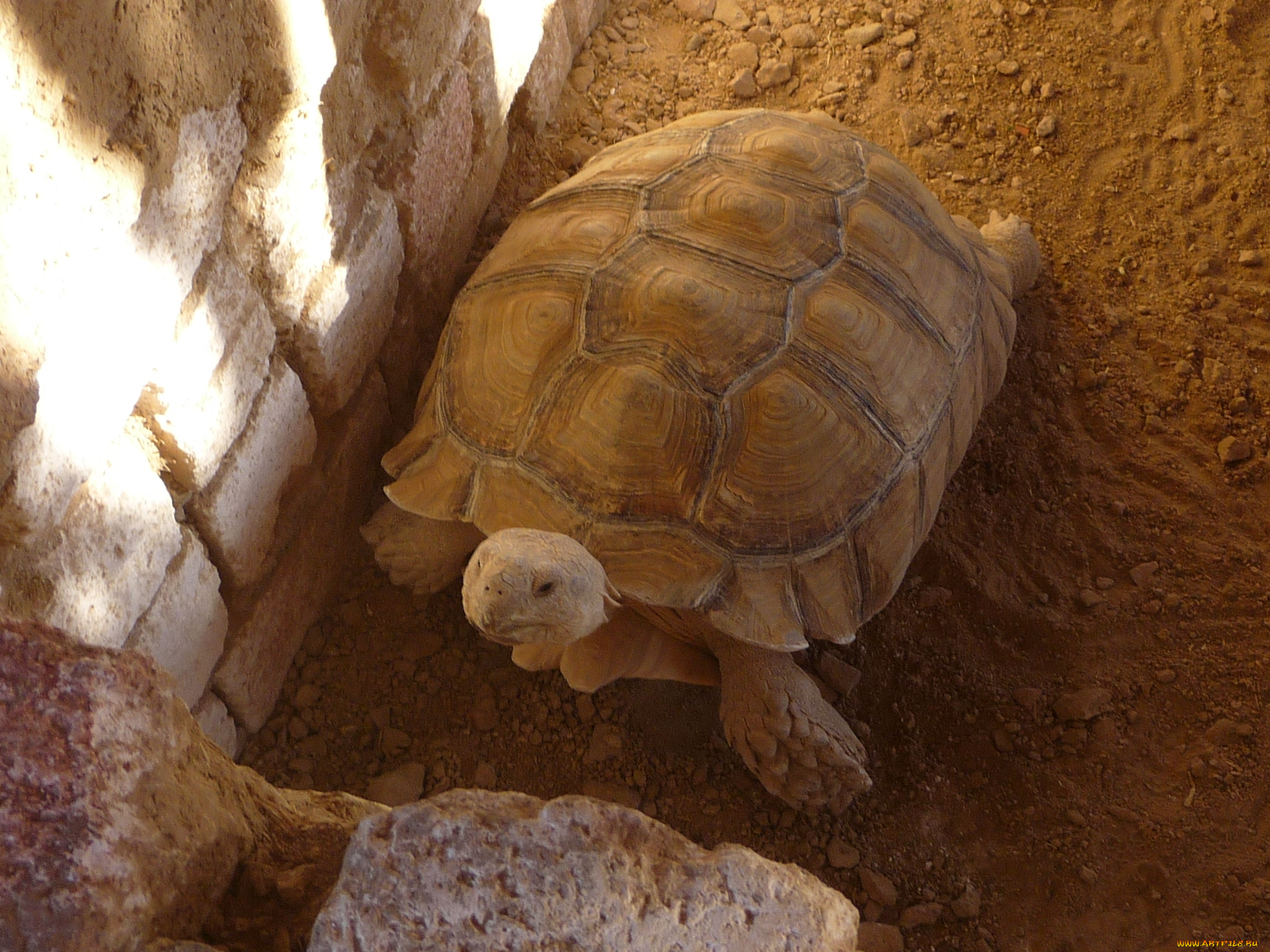 животные, Черепахи, камень, черепаха, песок