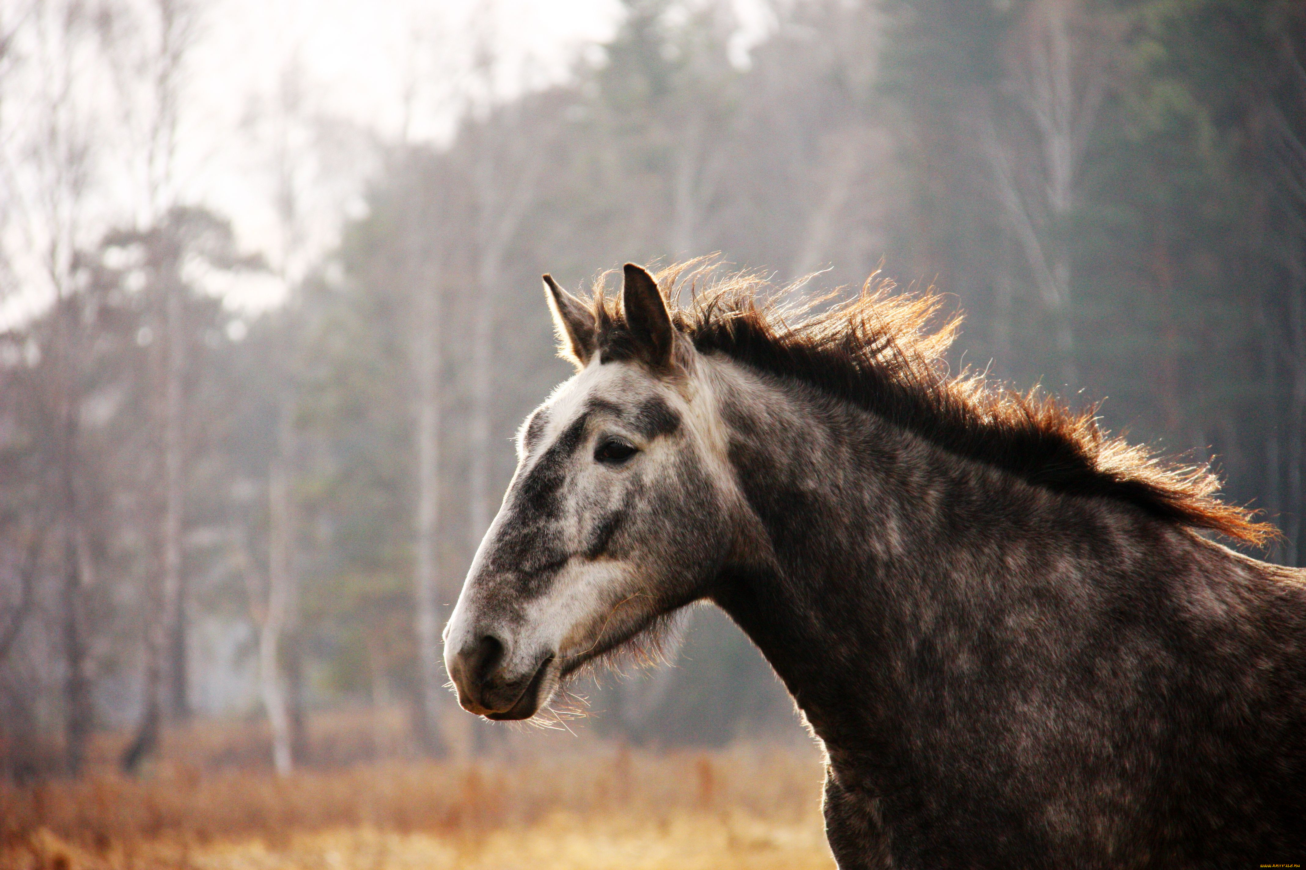 животные, лошади