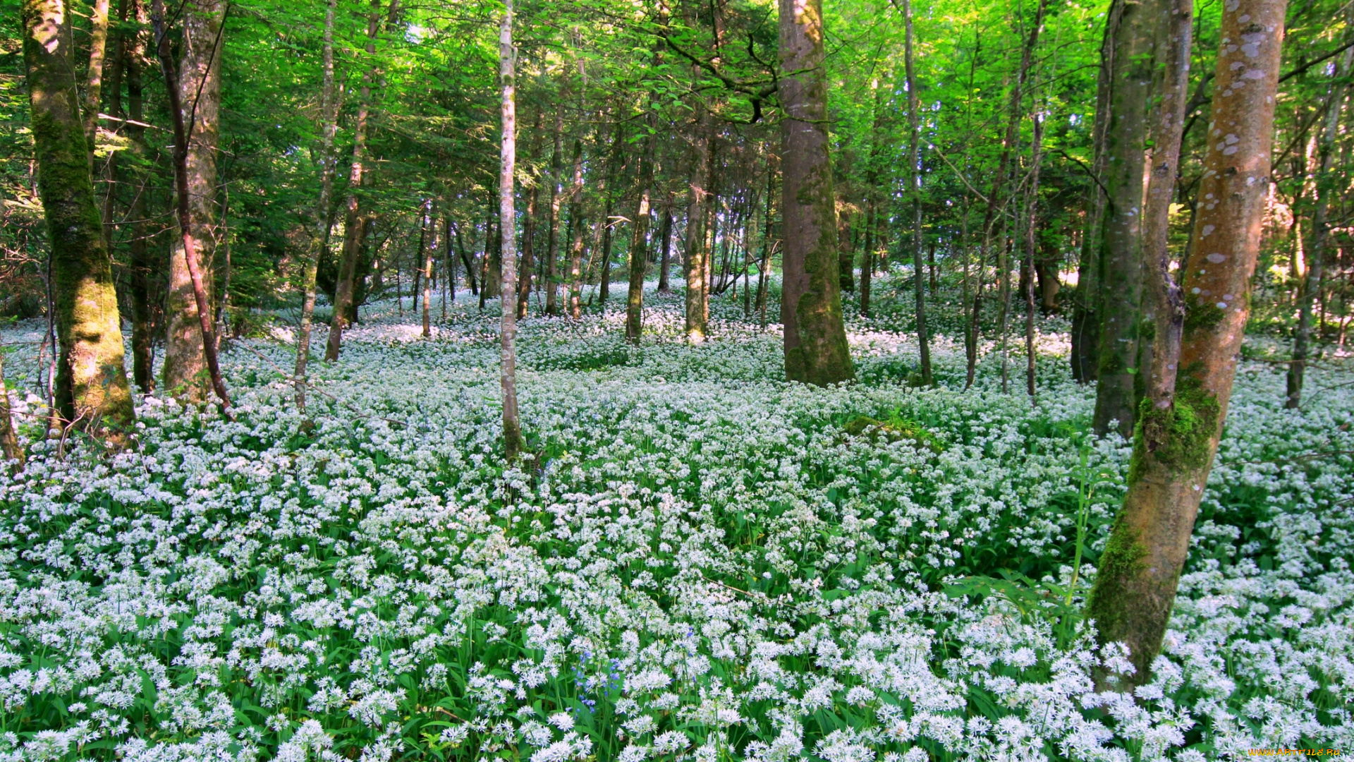 ireland, природа, лес, цветы, деревья, ирландия
