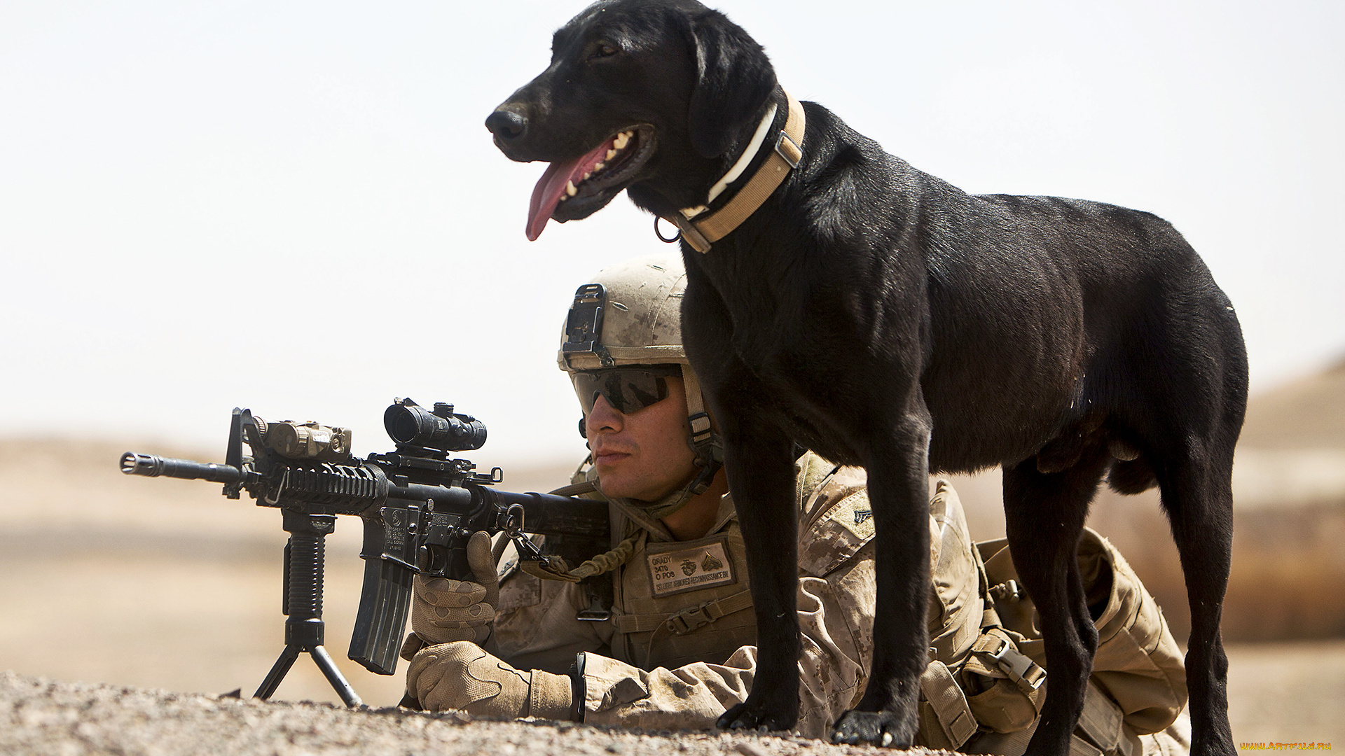 оружие, армия, спецназ, солдат, собака