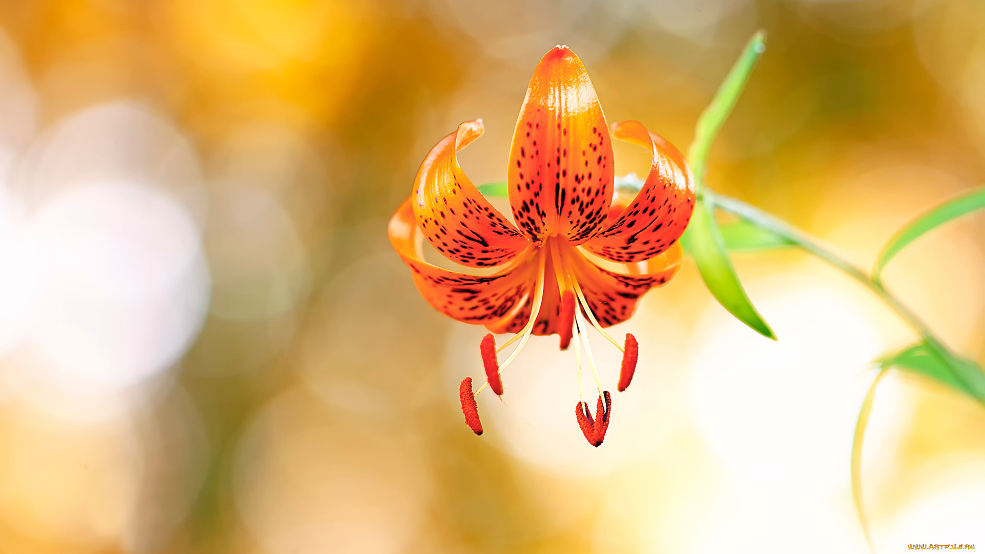 цветы, лилии, , лилейники, боке, лилия, макро