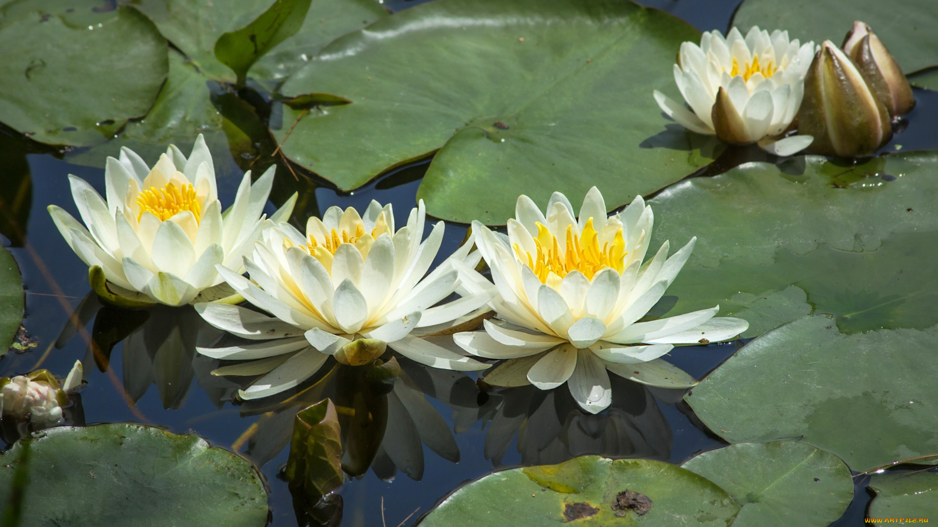 цветы, лилии, , лилейники, водяная, лилия, кувшинки, листья, нимфея