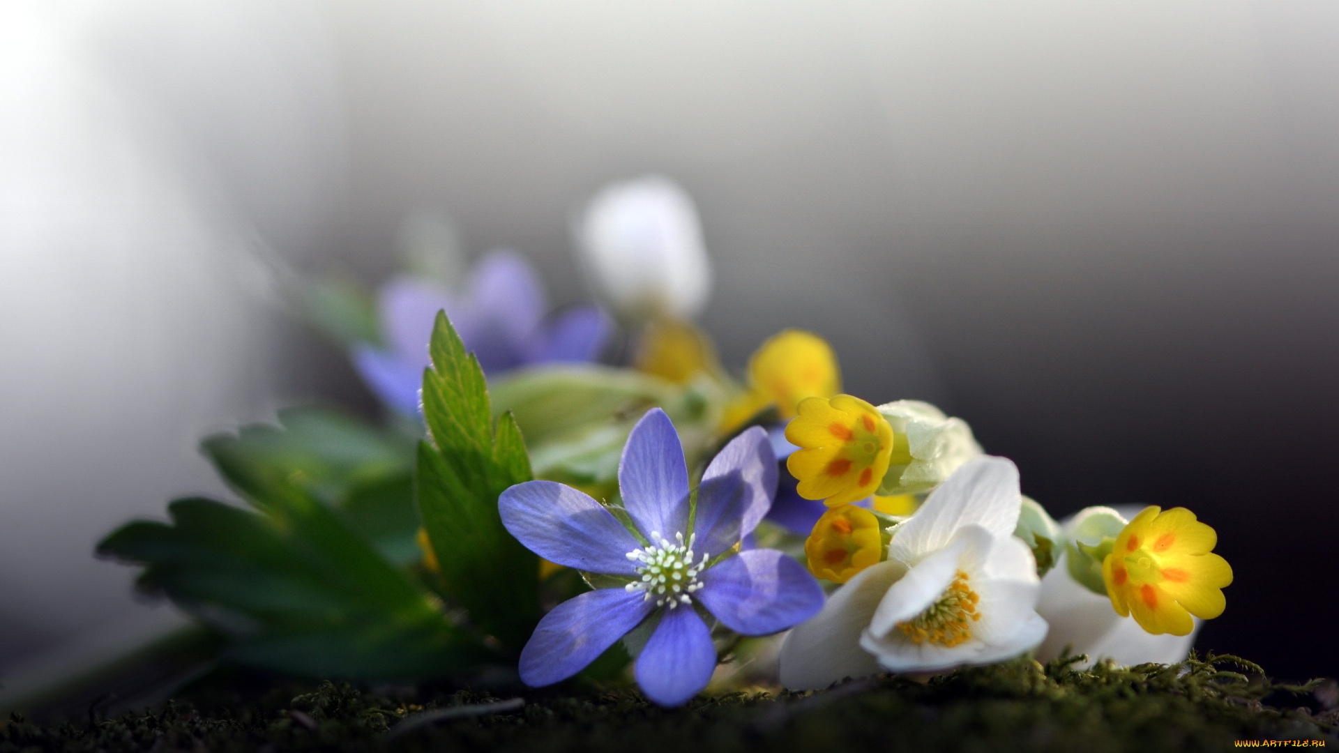 цветы, разные, вместе, макро, фон