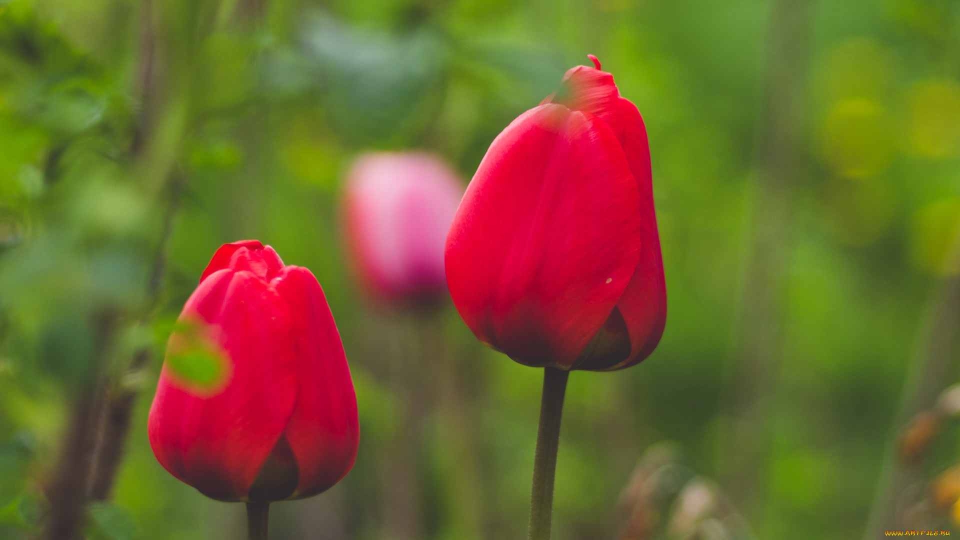 цветы, тюльпаны, красный