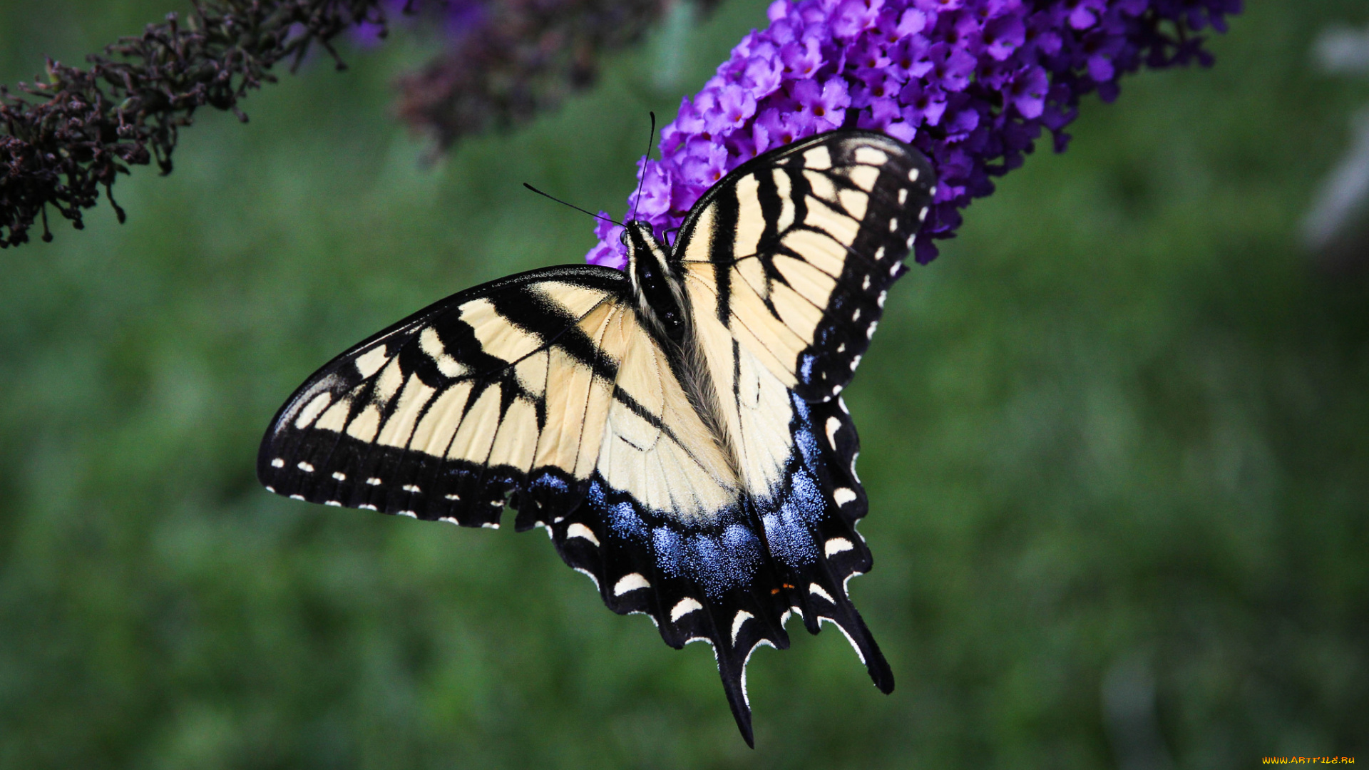 животные, бабочки, , мотыльки, , моли, бабочка
