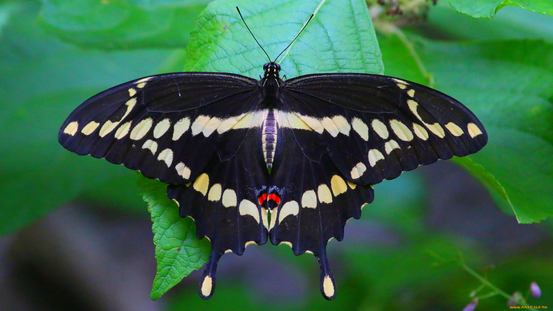 животные, бабочки, , мотыльки, , моли, бабочка