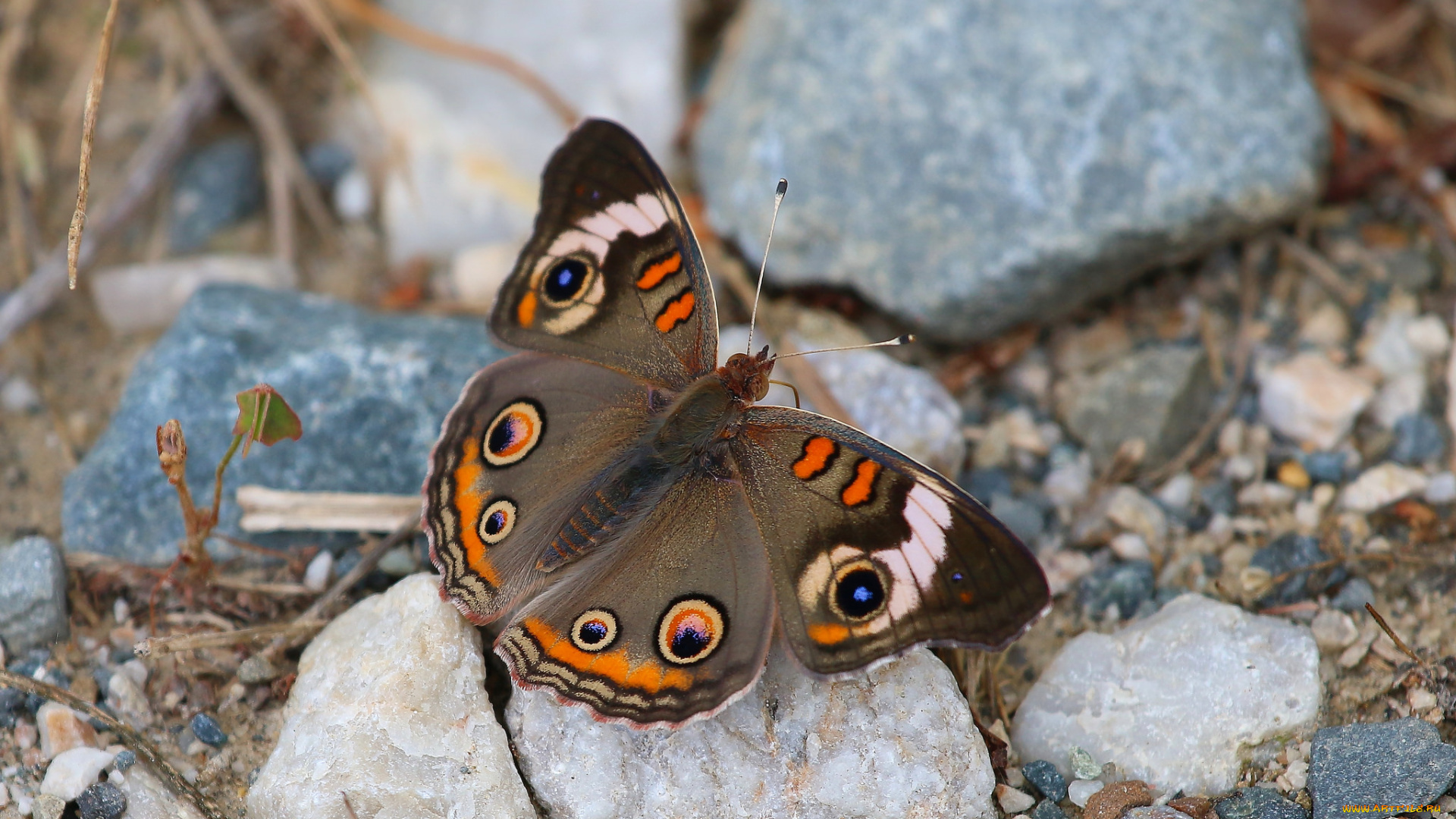 животные, бабочки, , мотыльки, , моли, бабочка