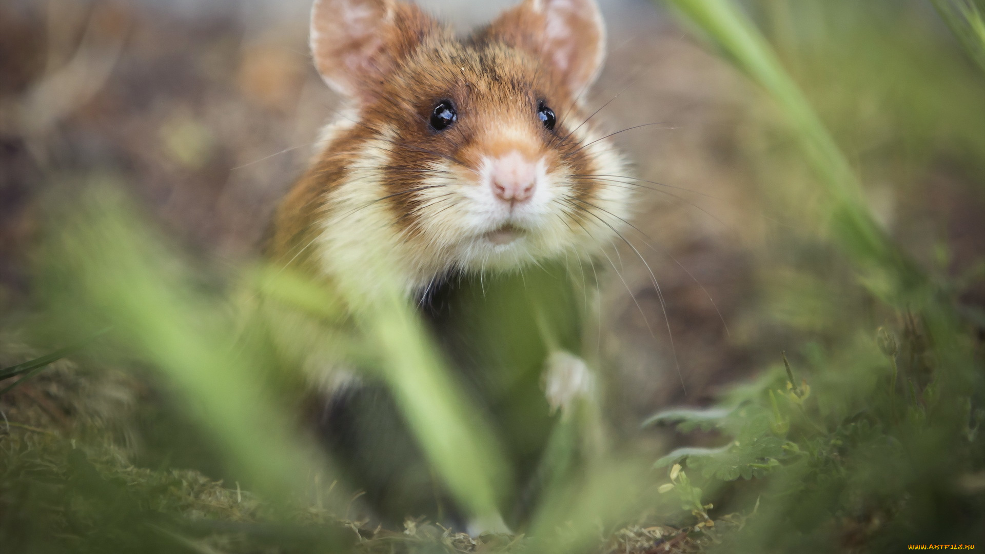 животные, морские, свинки, , хомяки, мышка, природа, фон