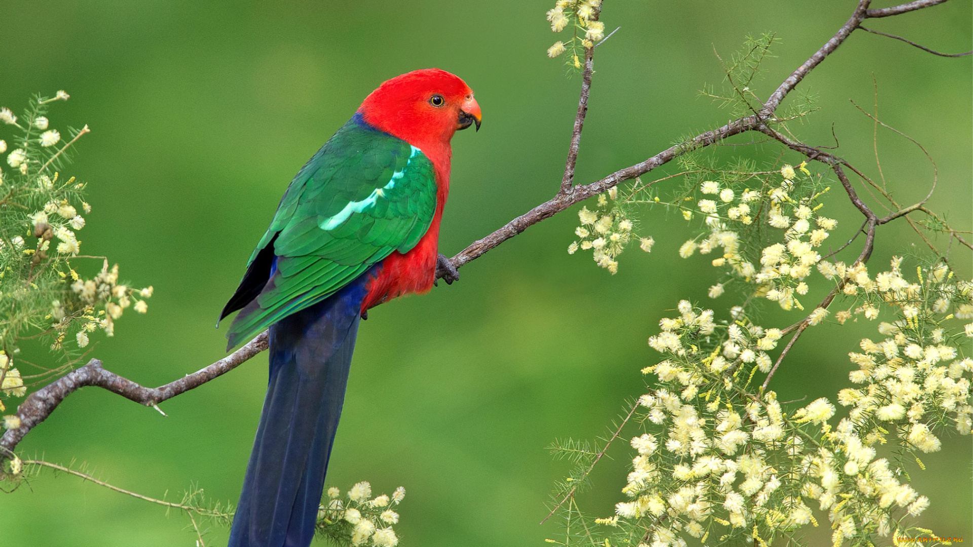 животные, попугаи, цветы, ветка, яркий, попугай, птица