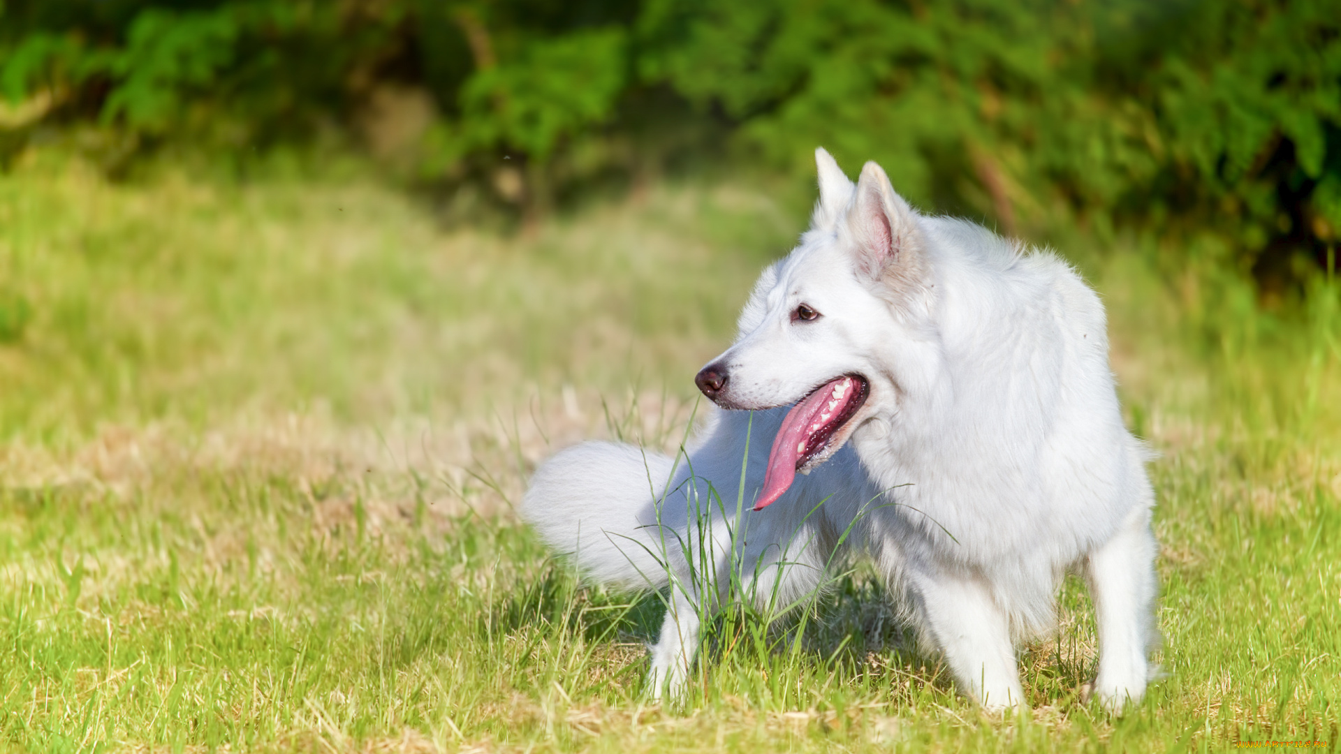 животные, собаки, собака, взгляд, друг