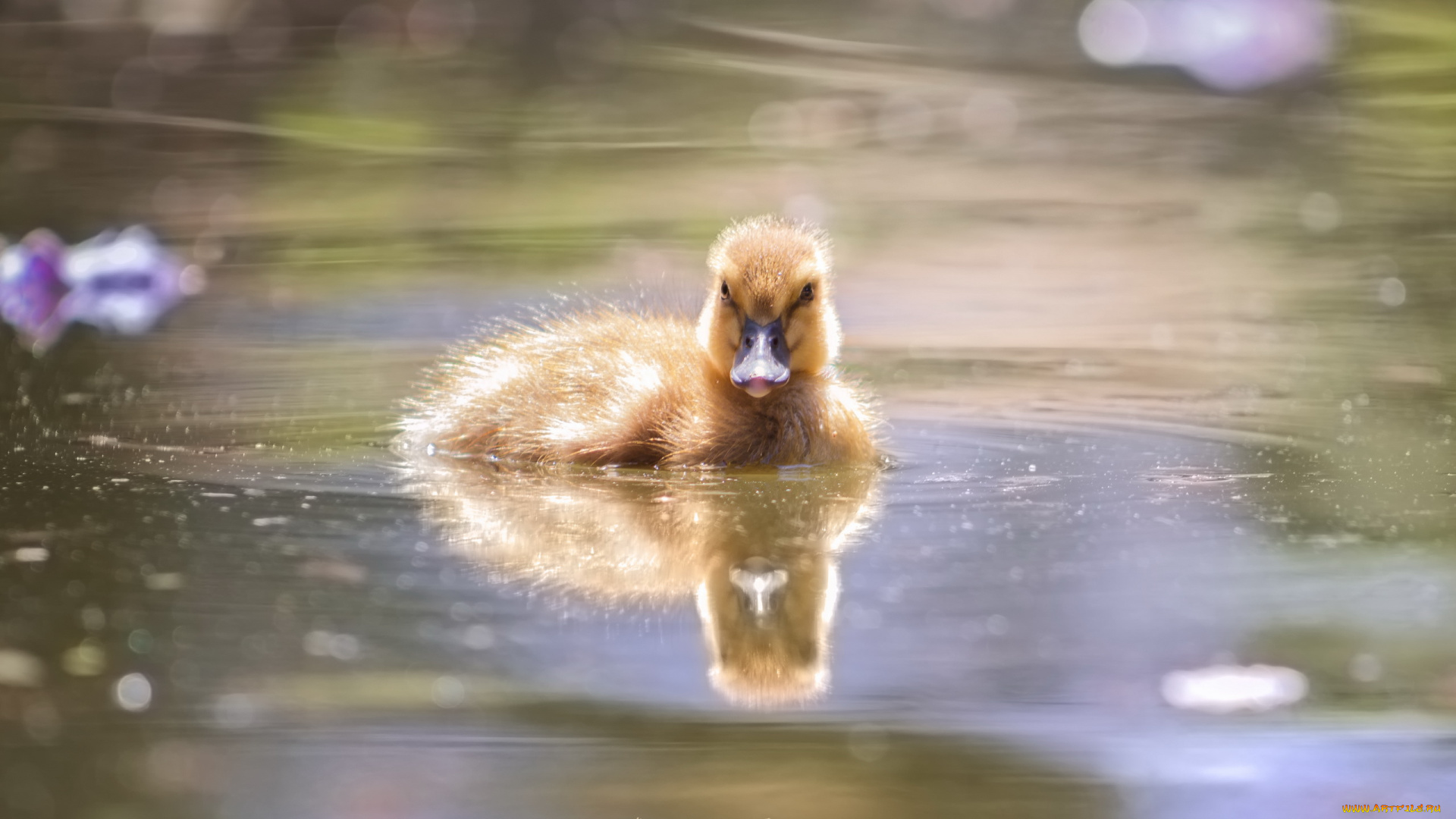 животные, утки, природа, озеро, утка