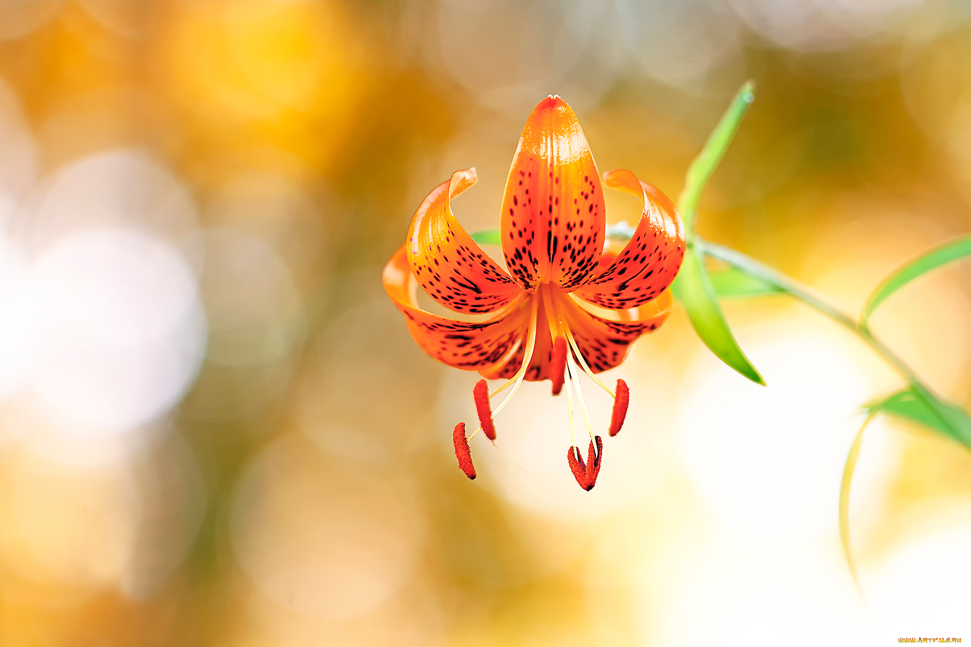 цветы, лилии, , лилейники, боке, лилия, макро