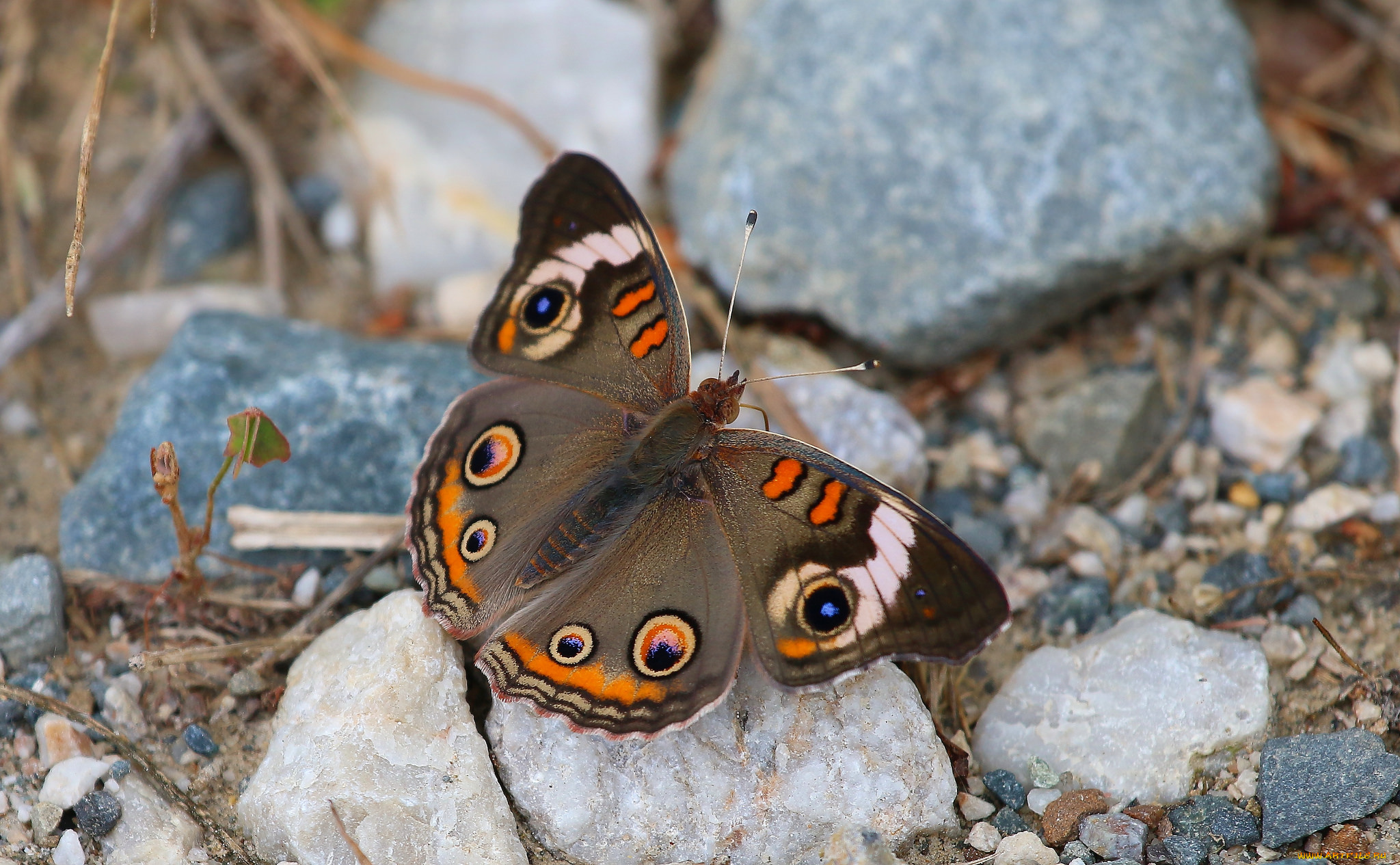 животные, бабочки, , мотыльки, , моли, бабочка