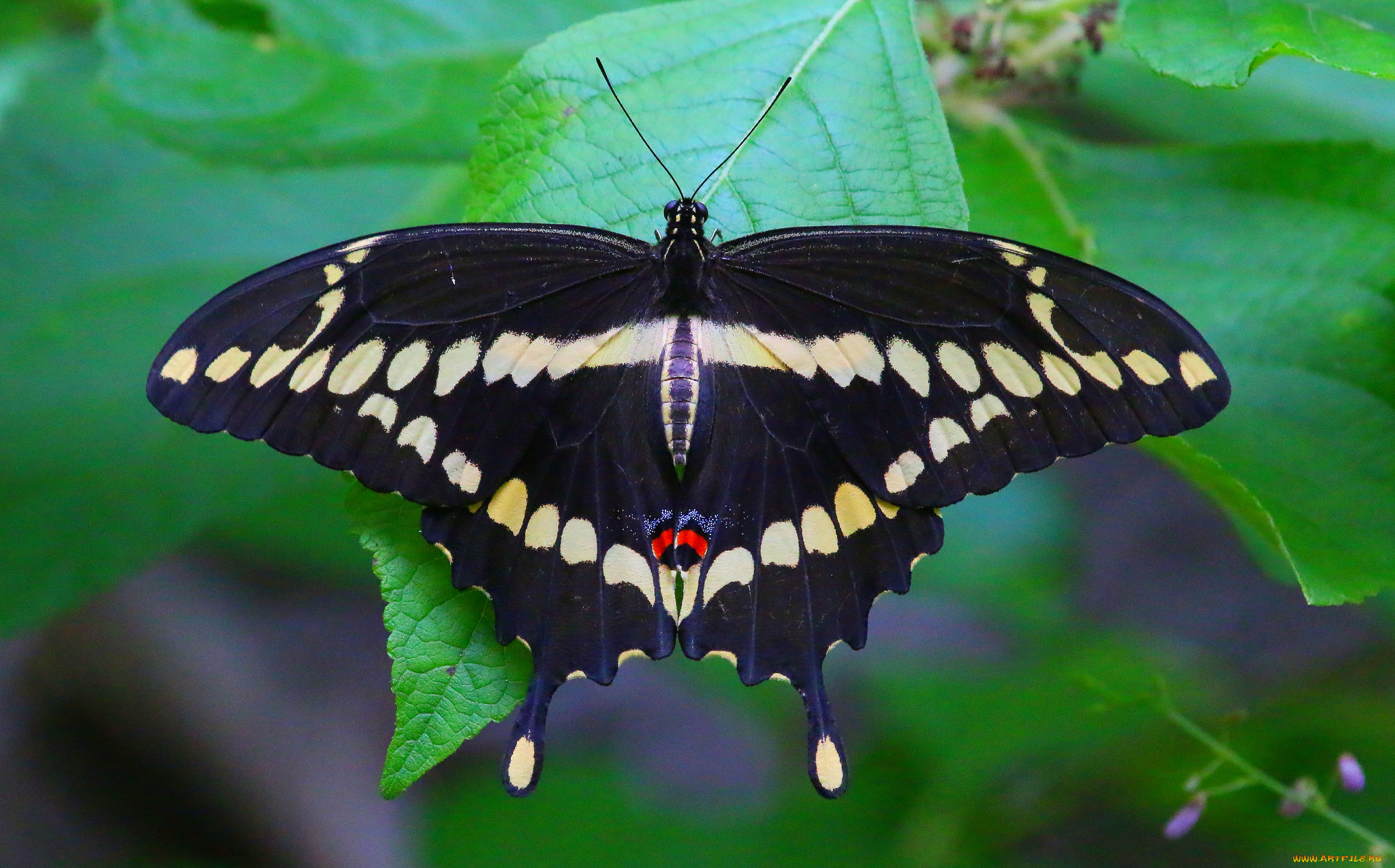 животные, бабочки, , мотыльки, , моли, бабочка