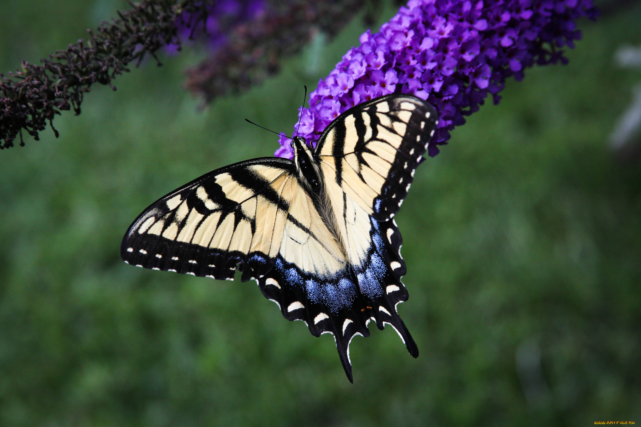 животные, бабочки, , мотыльки, , моли, бабочка