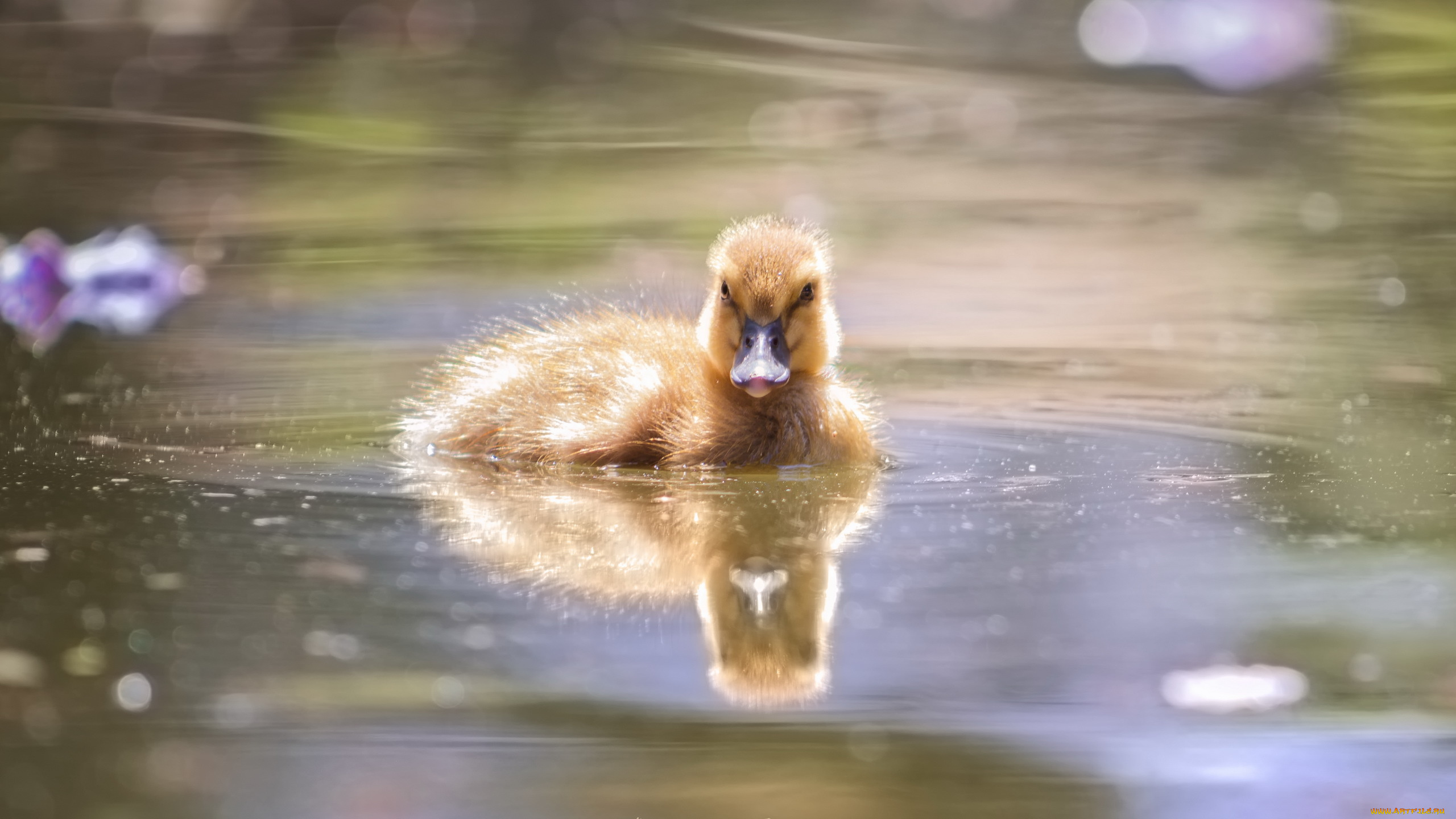 животные, утки, природа, озеро, утка