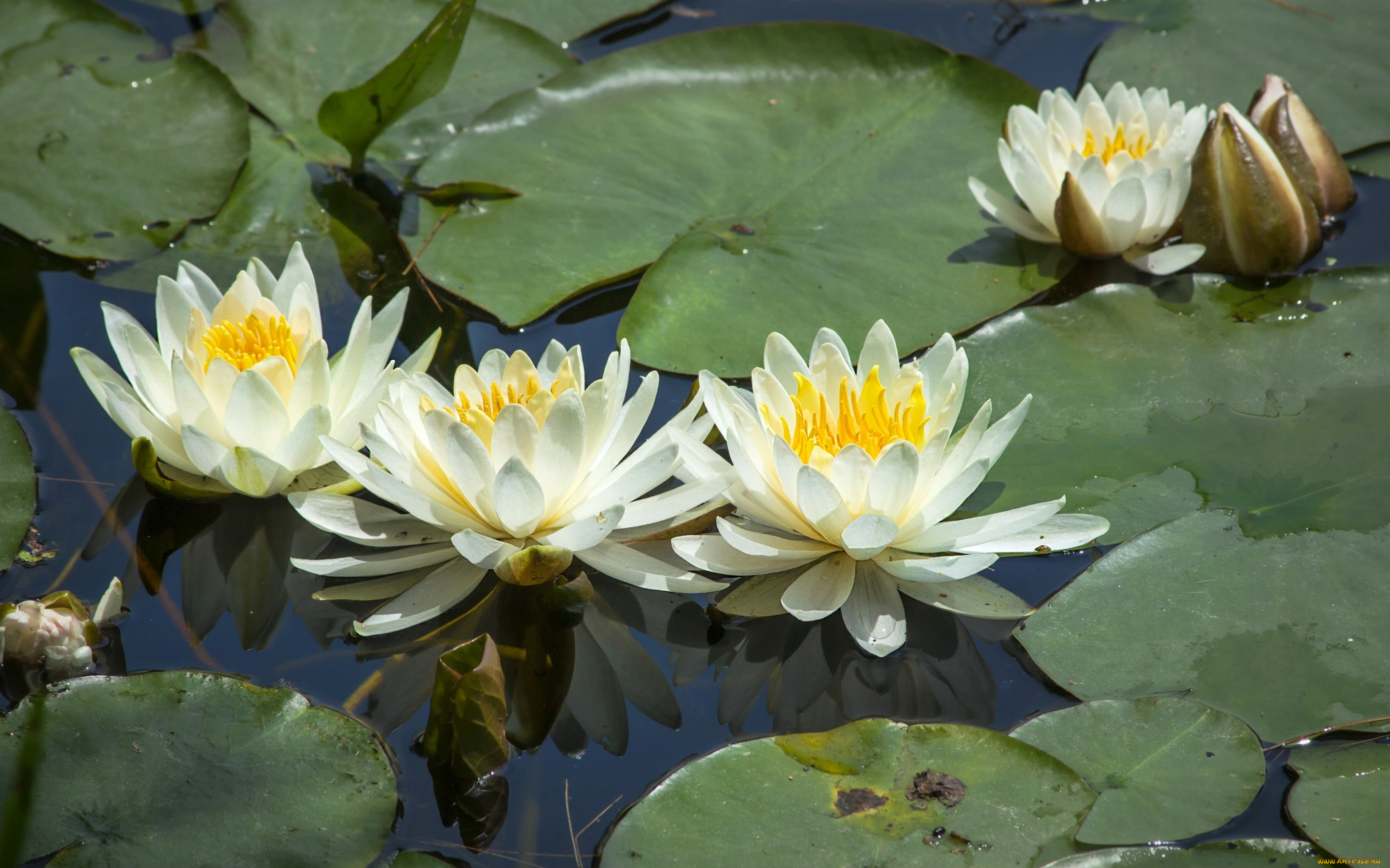 цветы, лилии, , лилейники, водяная, лилия, кувшинки, листья, нимфея