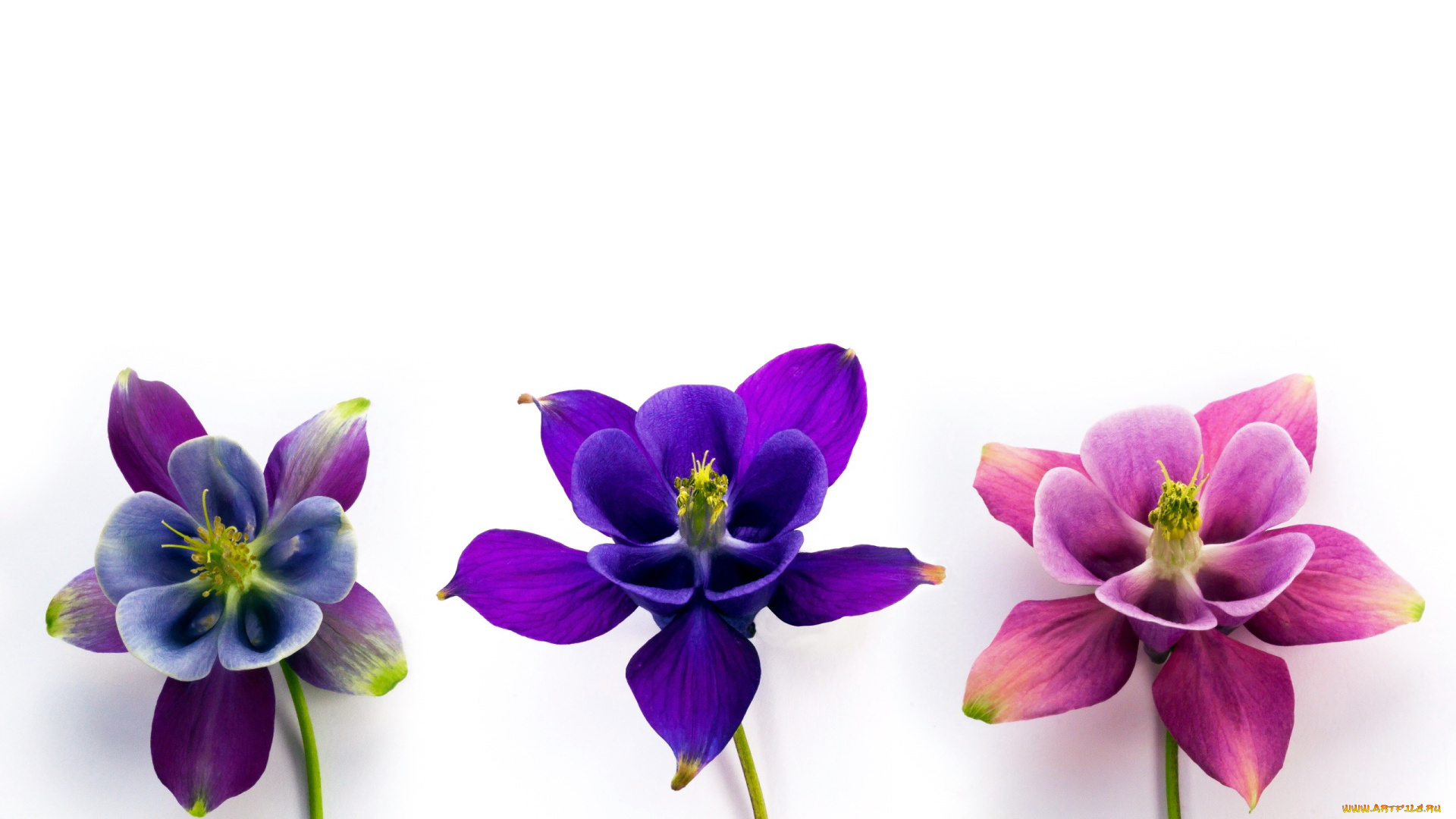 цветы, аквилегия, , водосбор