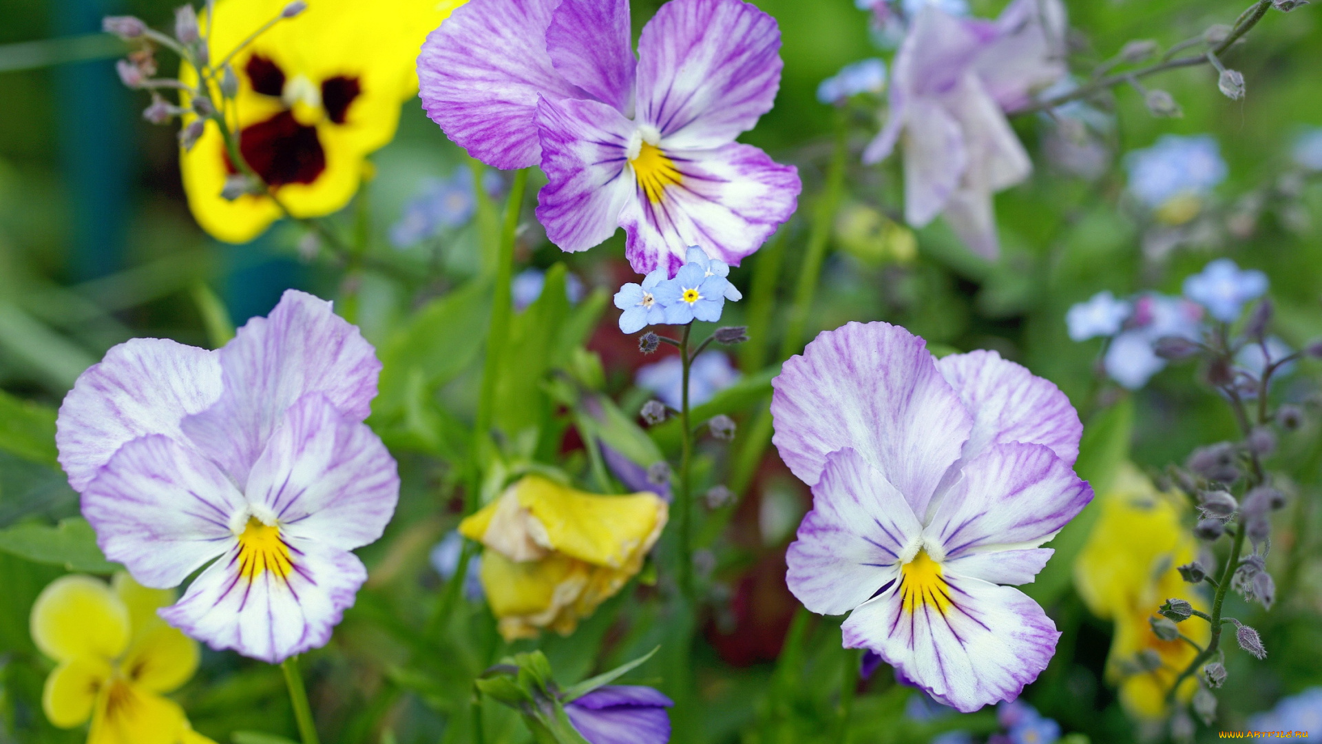 цветы, анютины, глазки, , садовые, фиалки, анютины, глазки, луг, виола, незабудки