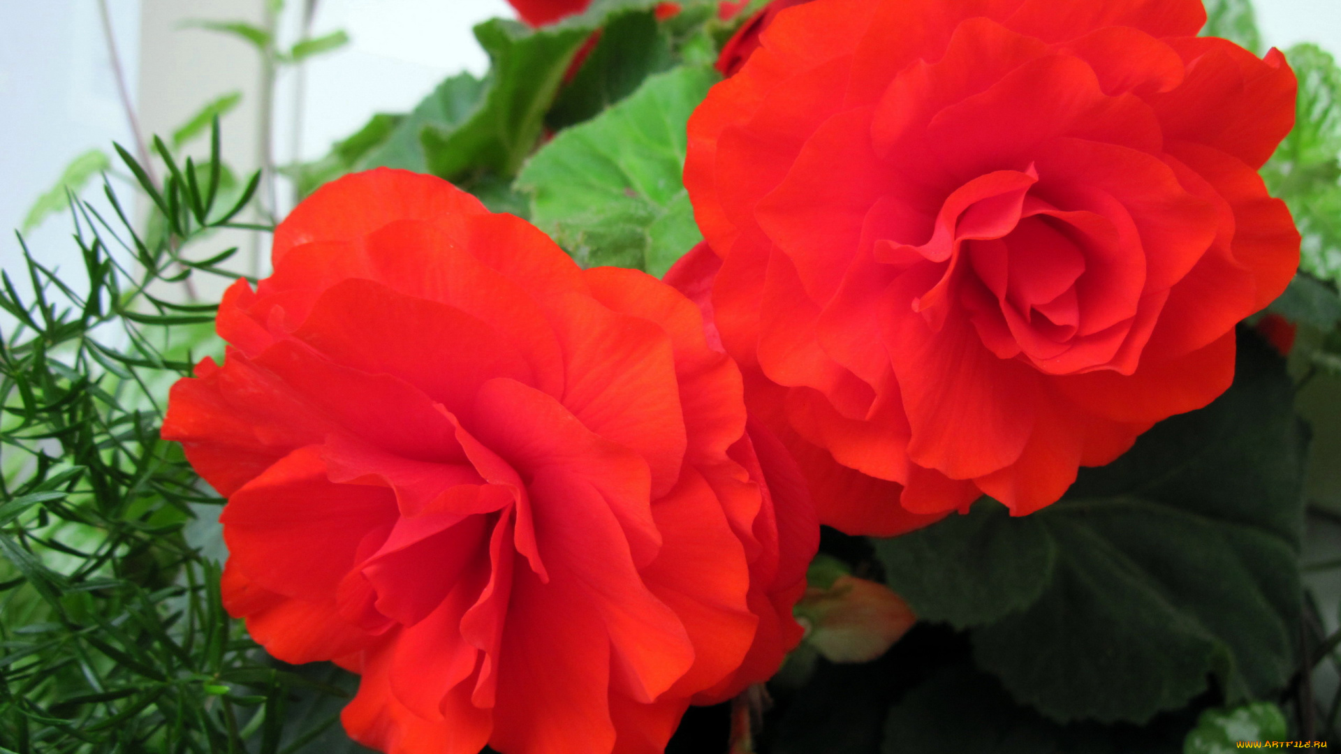 цветы, бегония, алый