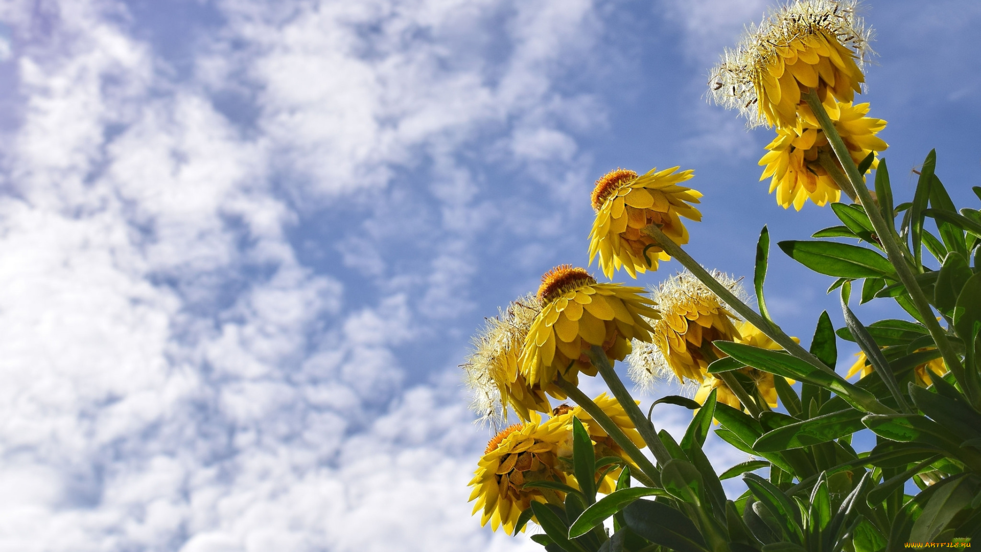 цветы, бессмертник, желтый, облака, небо