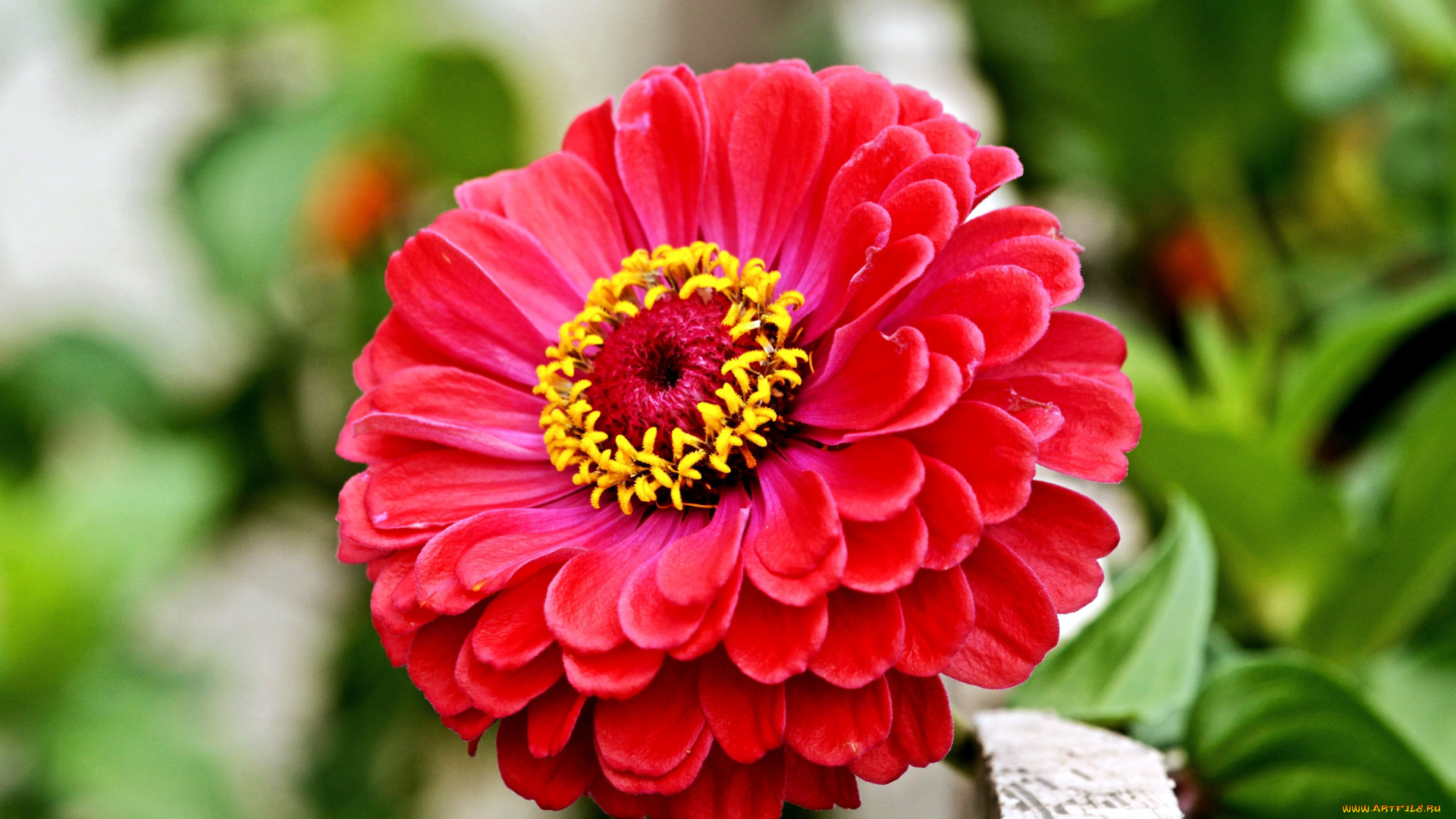 цветы, цинния, красный, макро