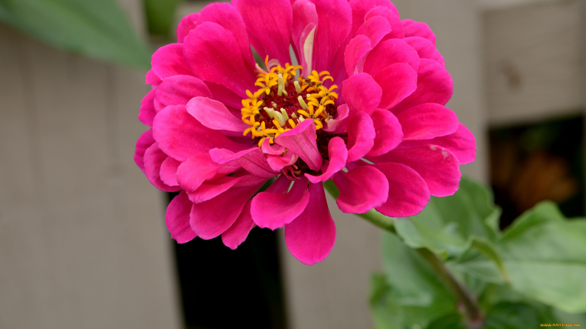 цветы, цинния, розовый, макро