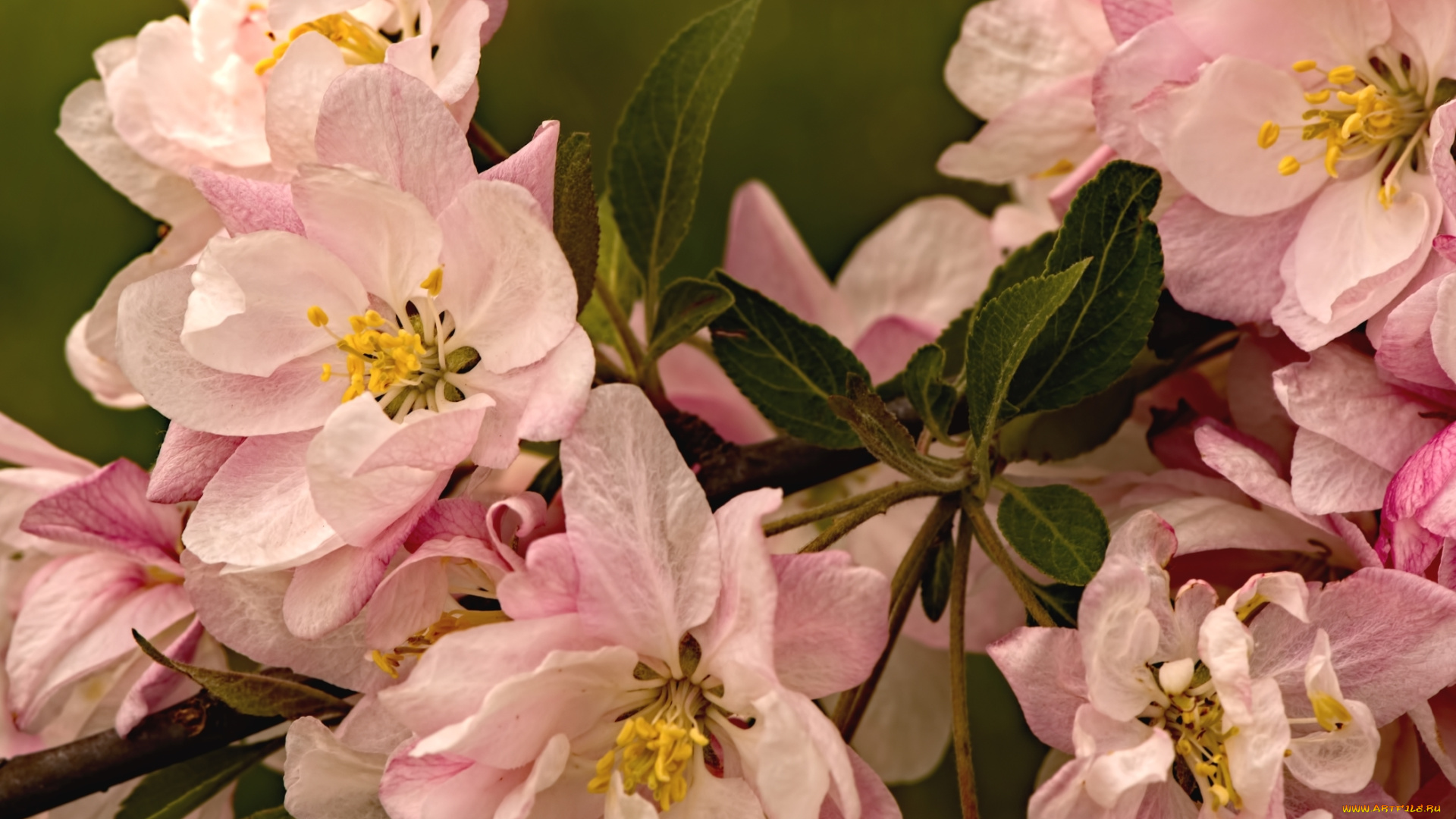 цветы, цветущие, деревья, , , кустарники, лепестки, яблоня, макро