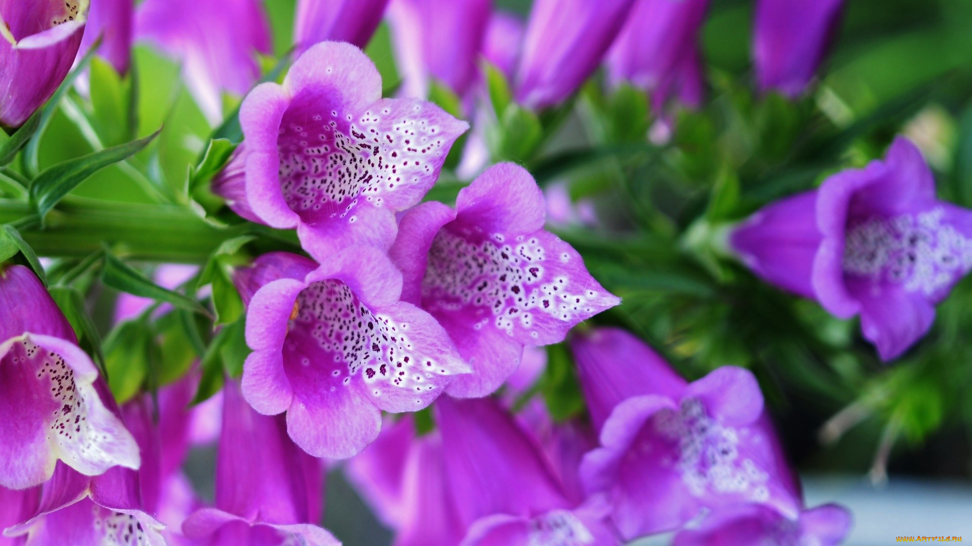 цветы, дигиталис, , наперстянка