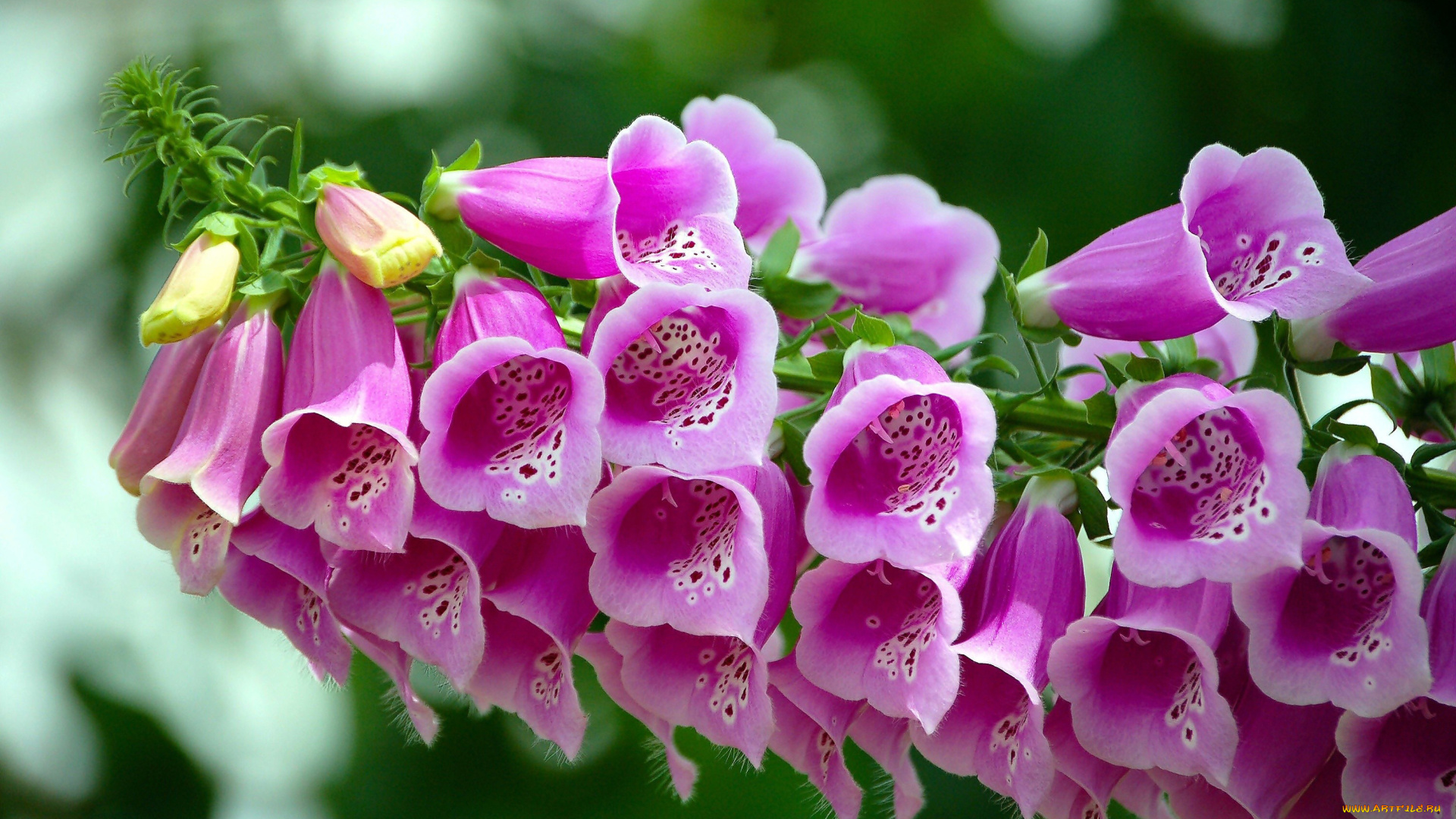 цветы, дигиталис, , наперстянка