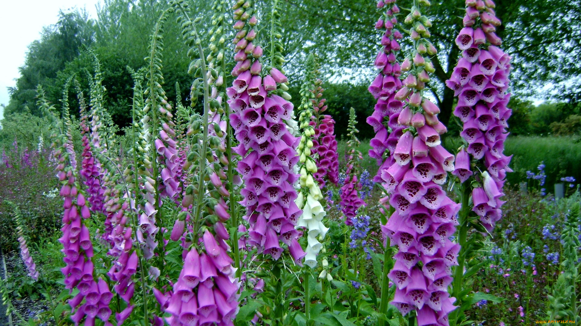 цветы, дигиталис, , наперстянка
