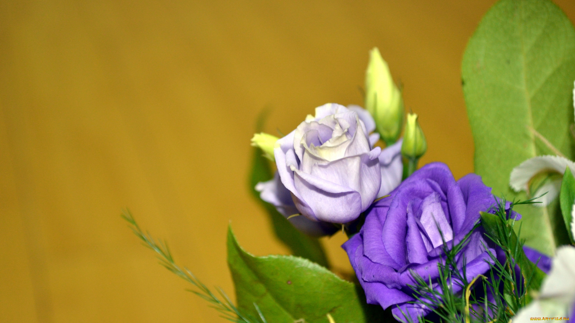 цветы, эустома, сиреневый