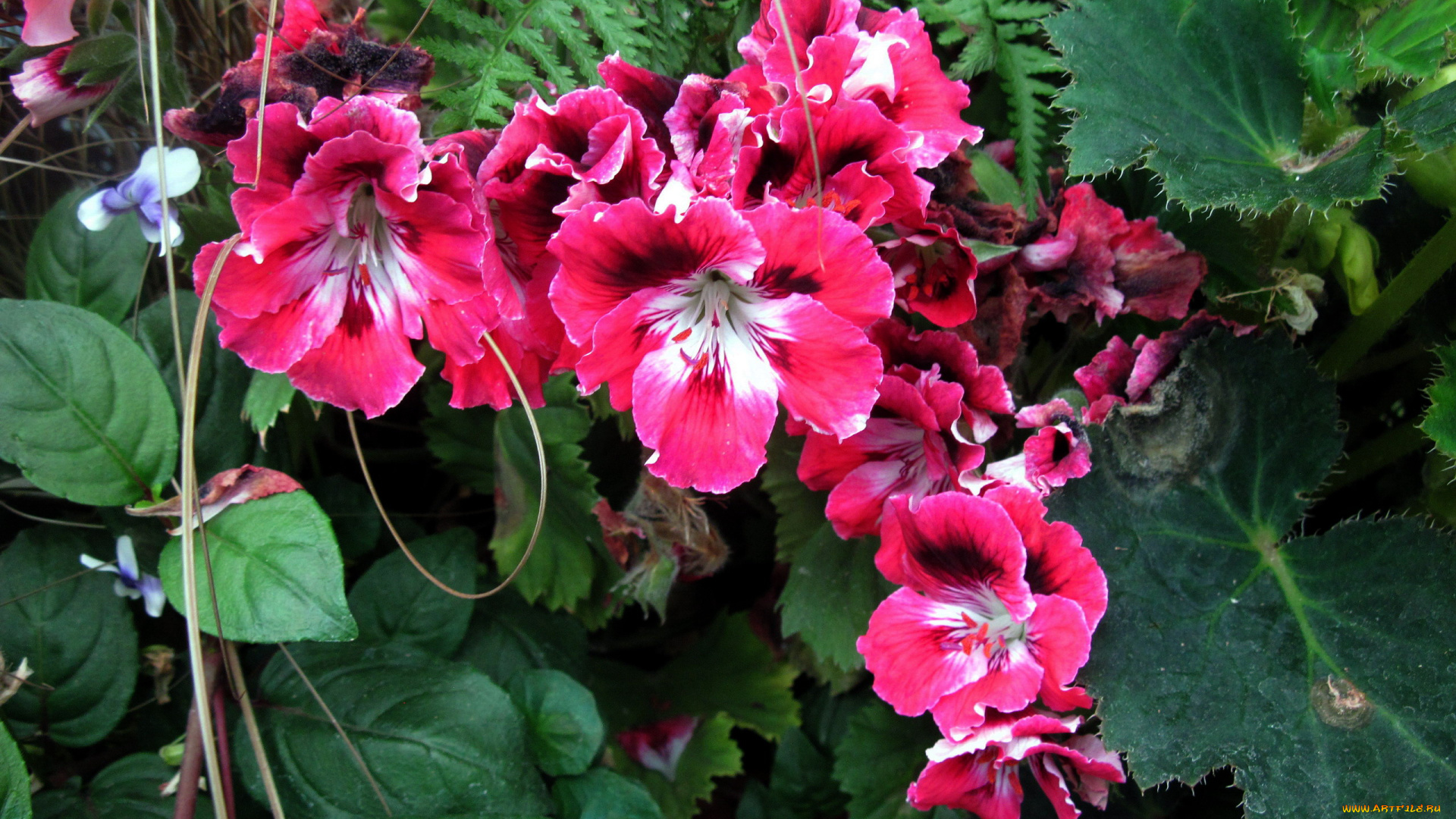 цветы, герань, розовый