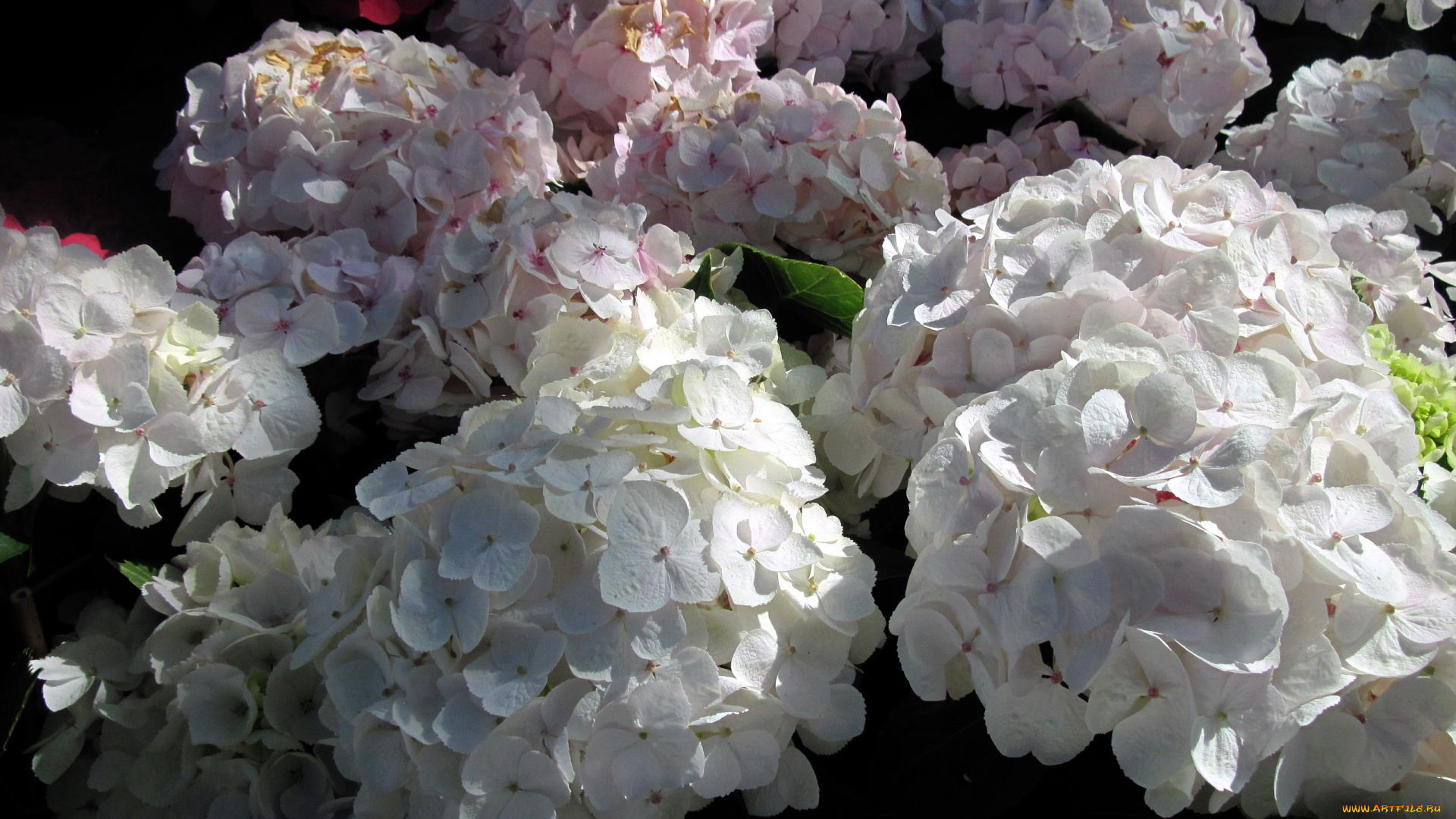 цветы, гортензия, белый