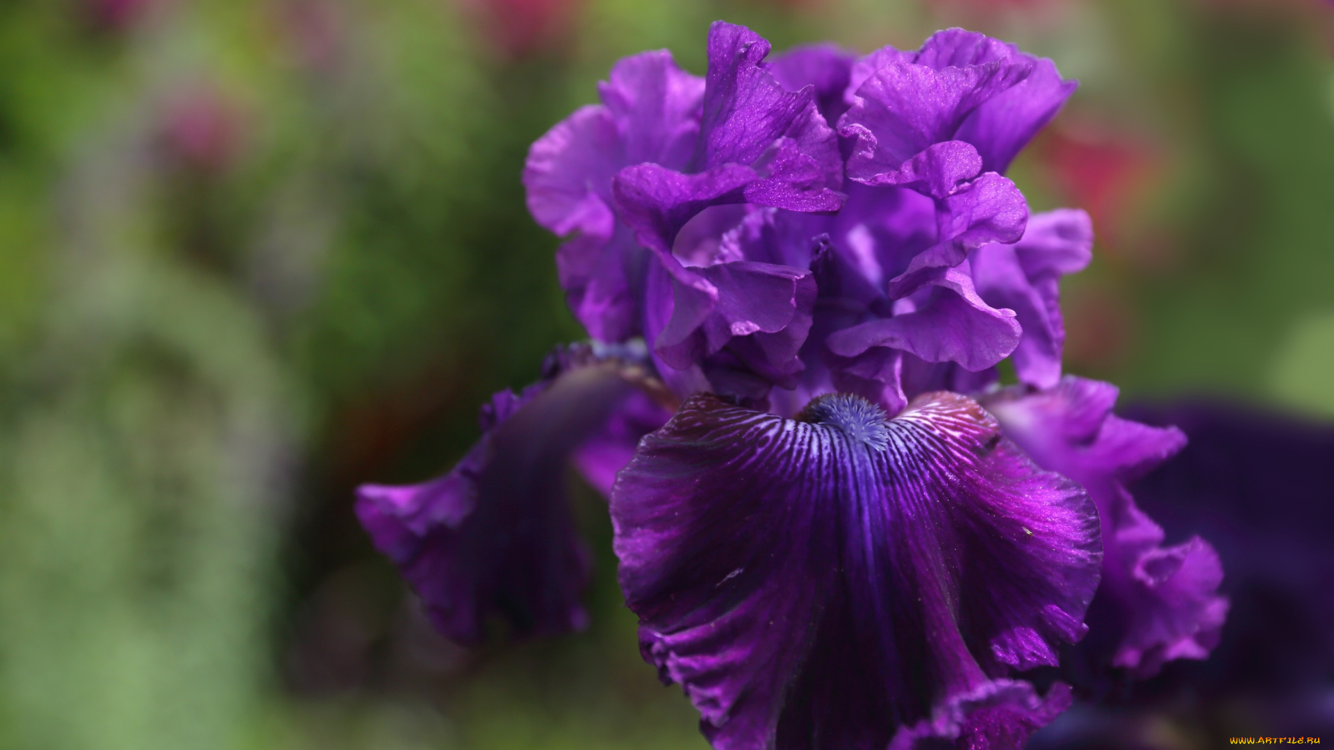 цветы, ирисы, ирис, фиолетовый, макро