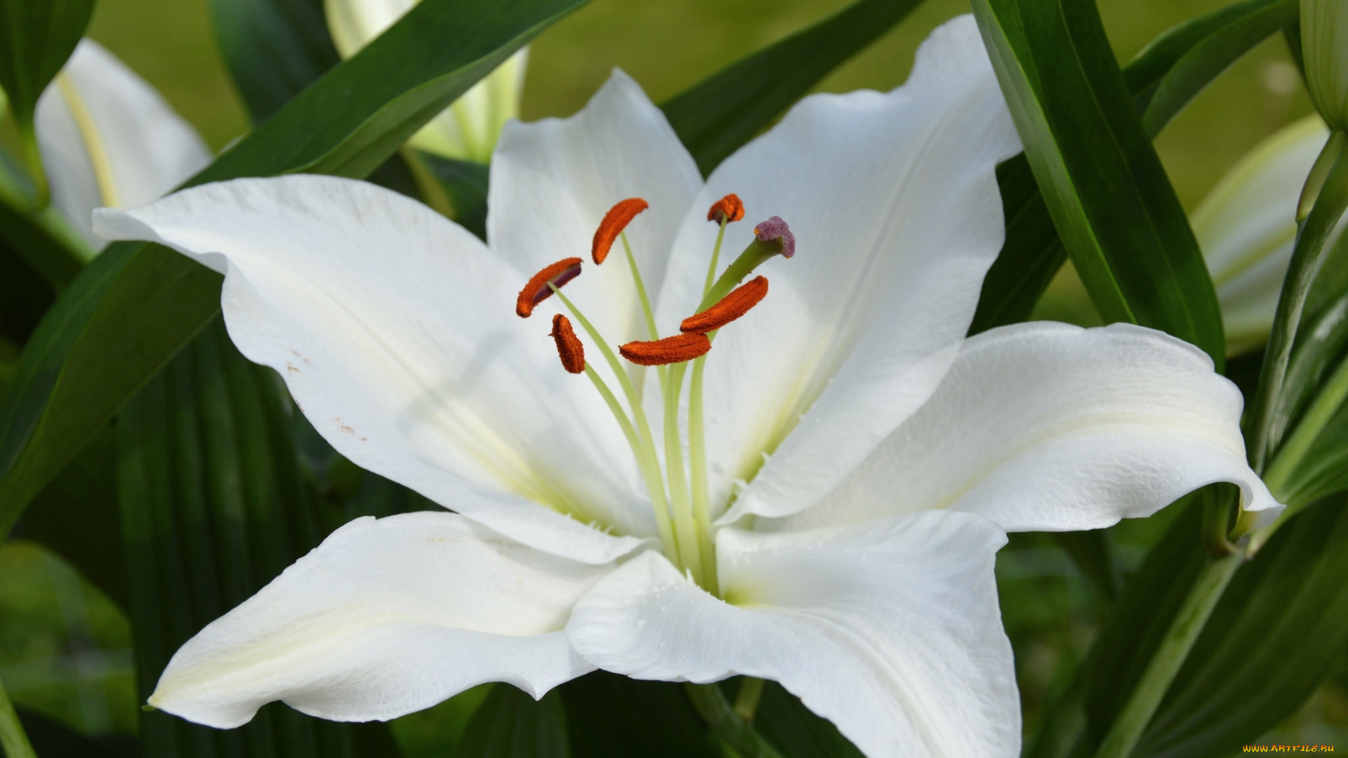 цветы, лилии, , лилейники, макро, белая, лилия