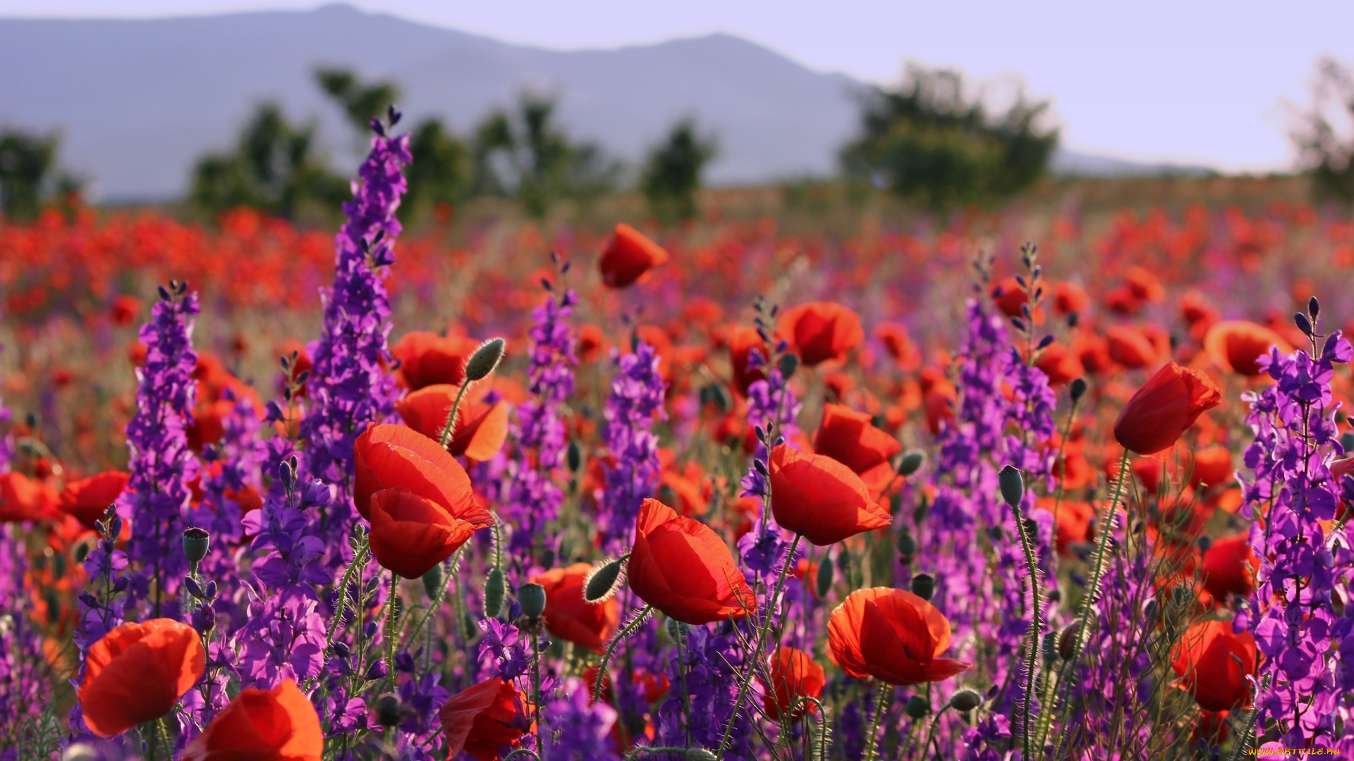 цветы, луговые, , полевые, , цветы, маки, луг, лето