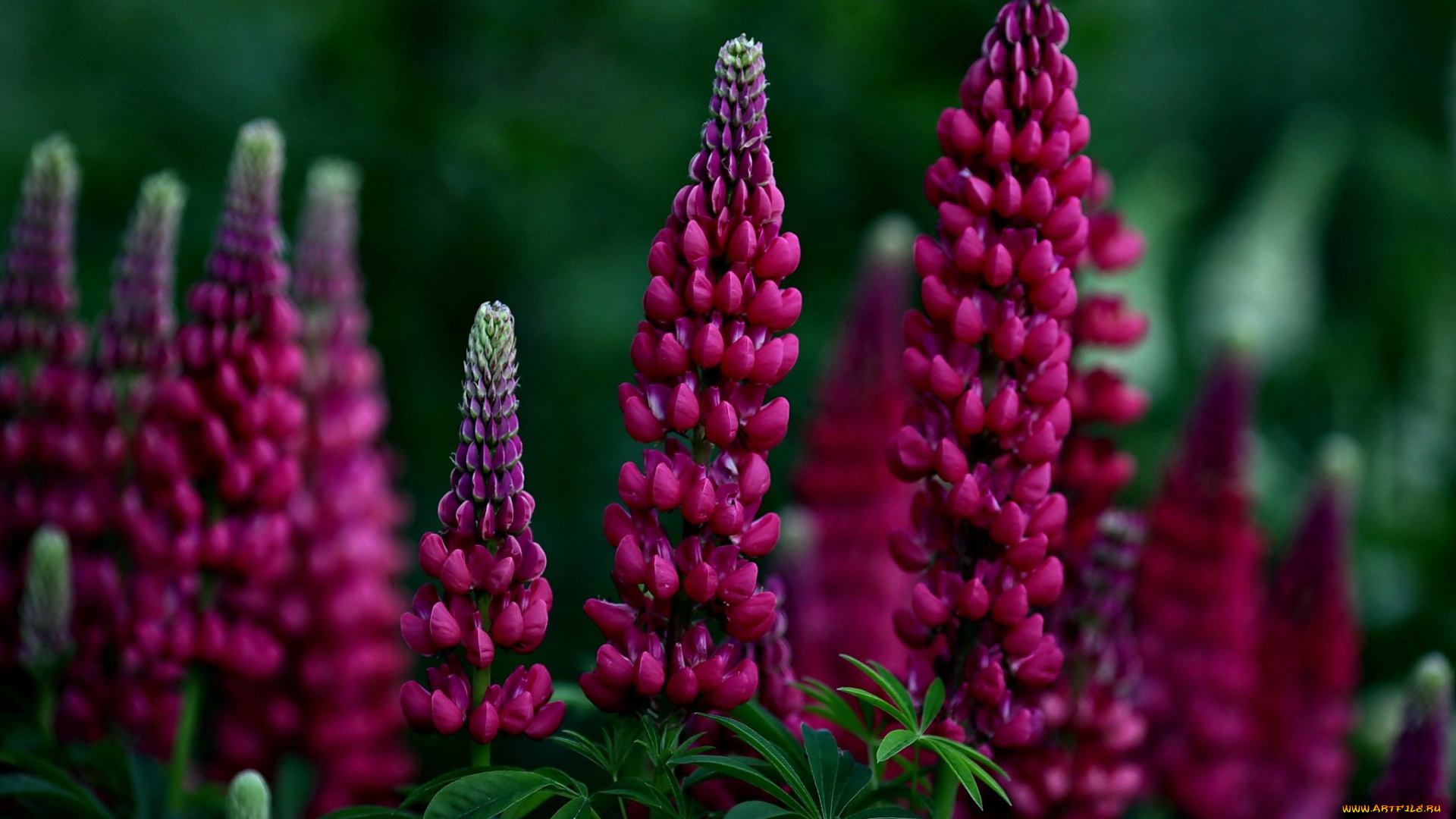 цветы, люпин, розовый