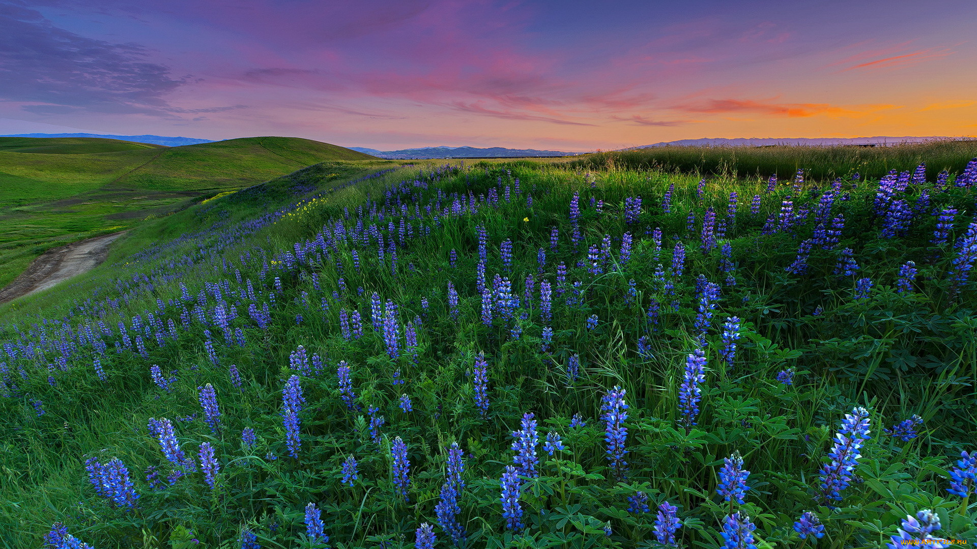 цветы, люпин, закат