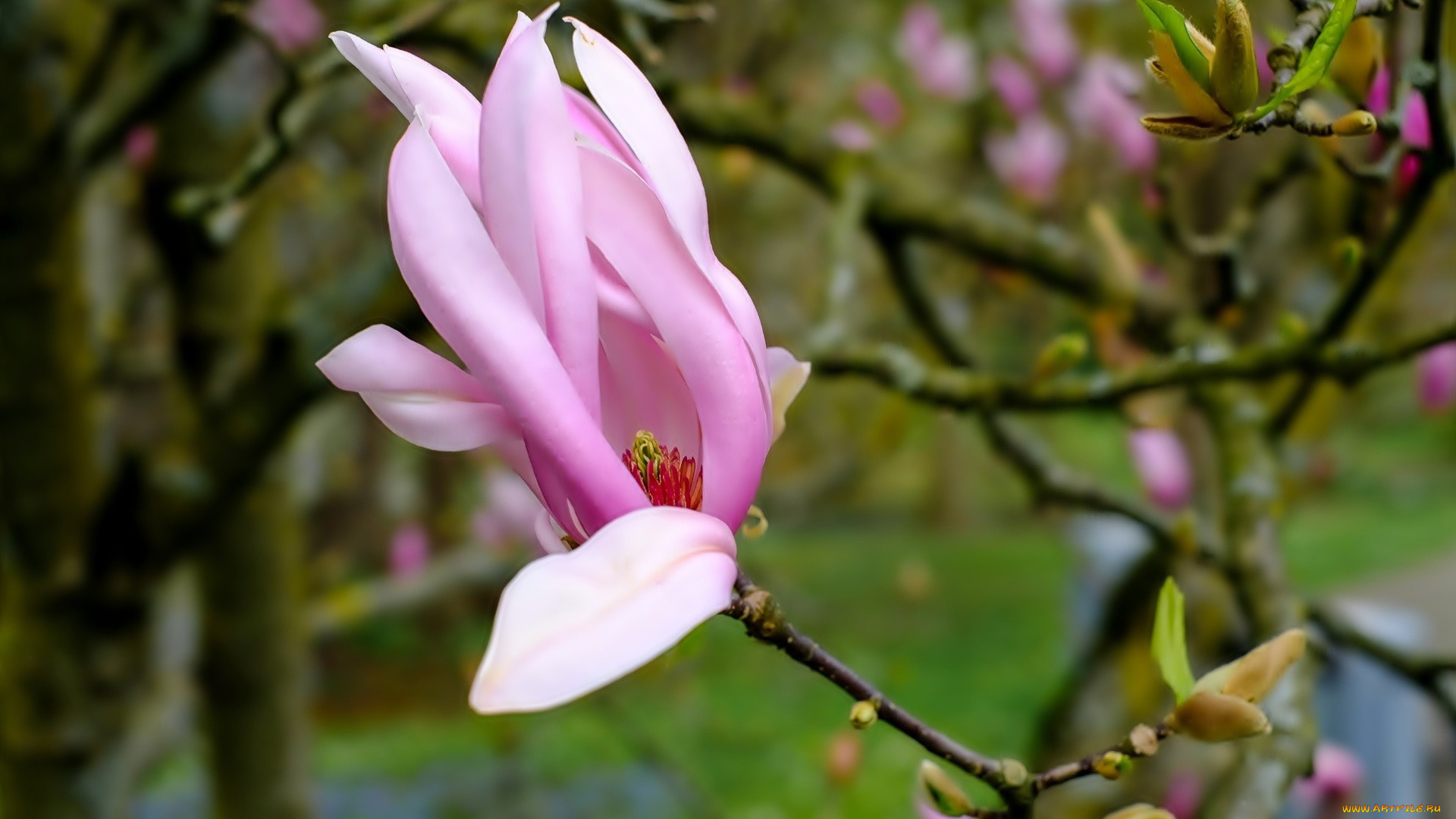 цветы, магнолии, бутон, розовый