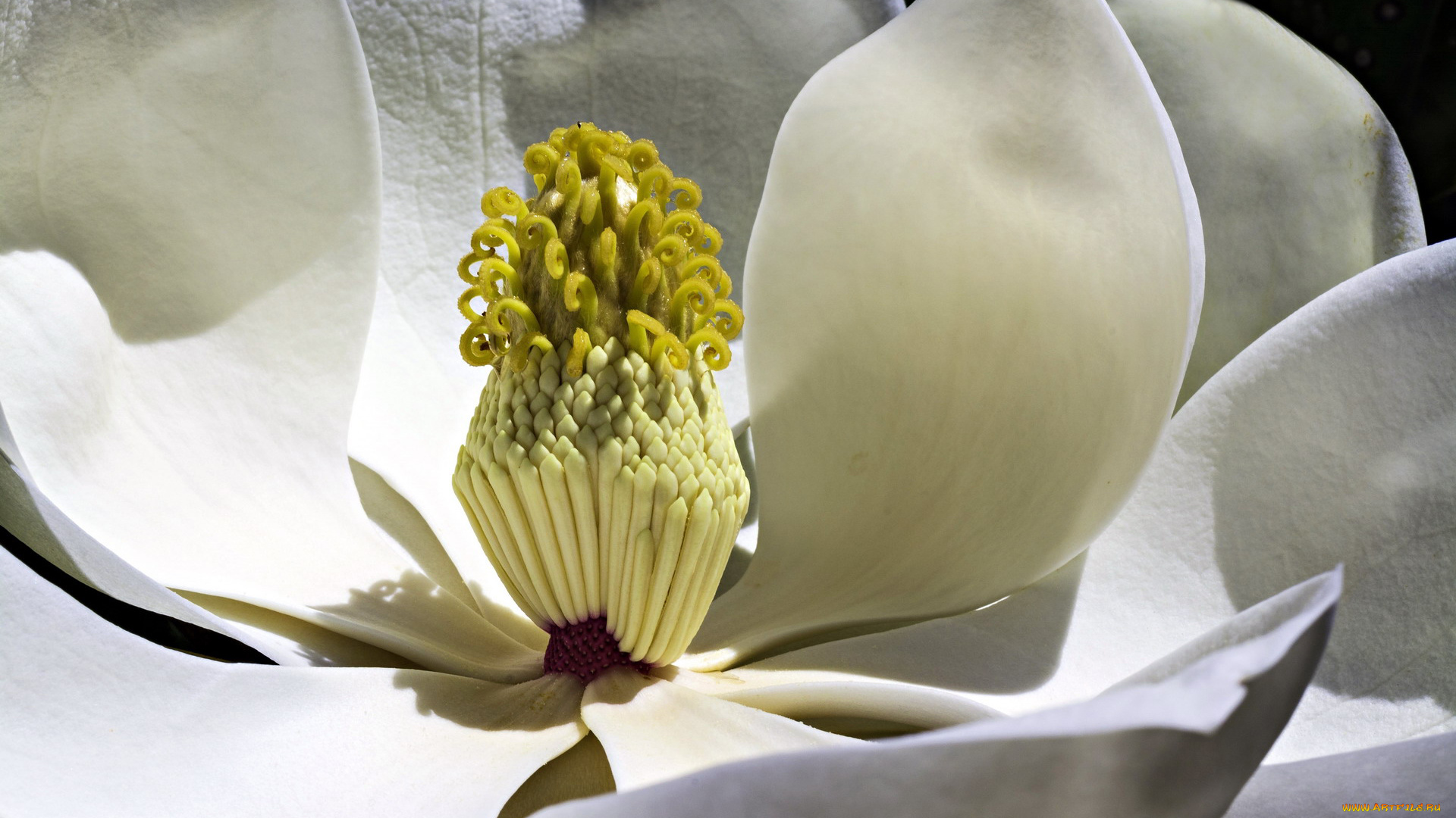 цветы, магнолии, макро, белый