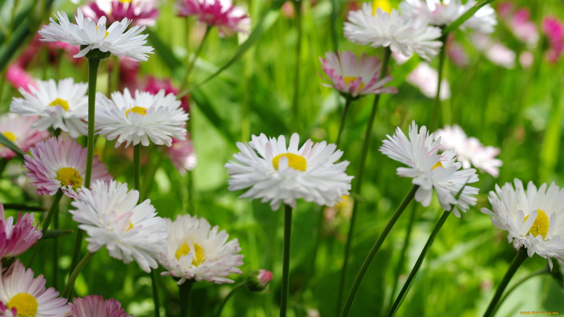 цветы, маргаритки, луг, макро