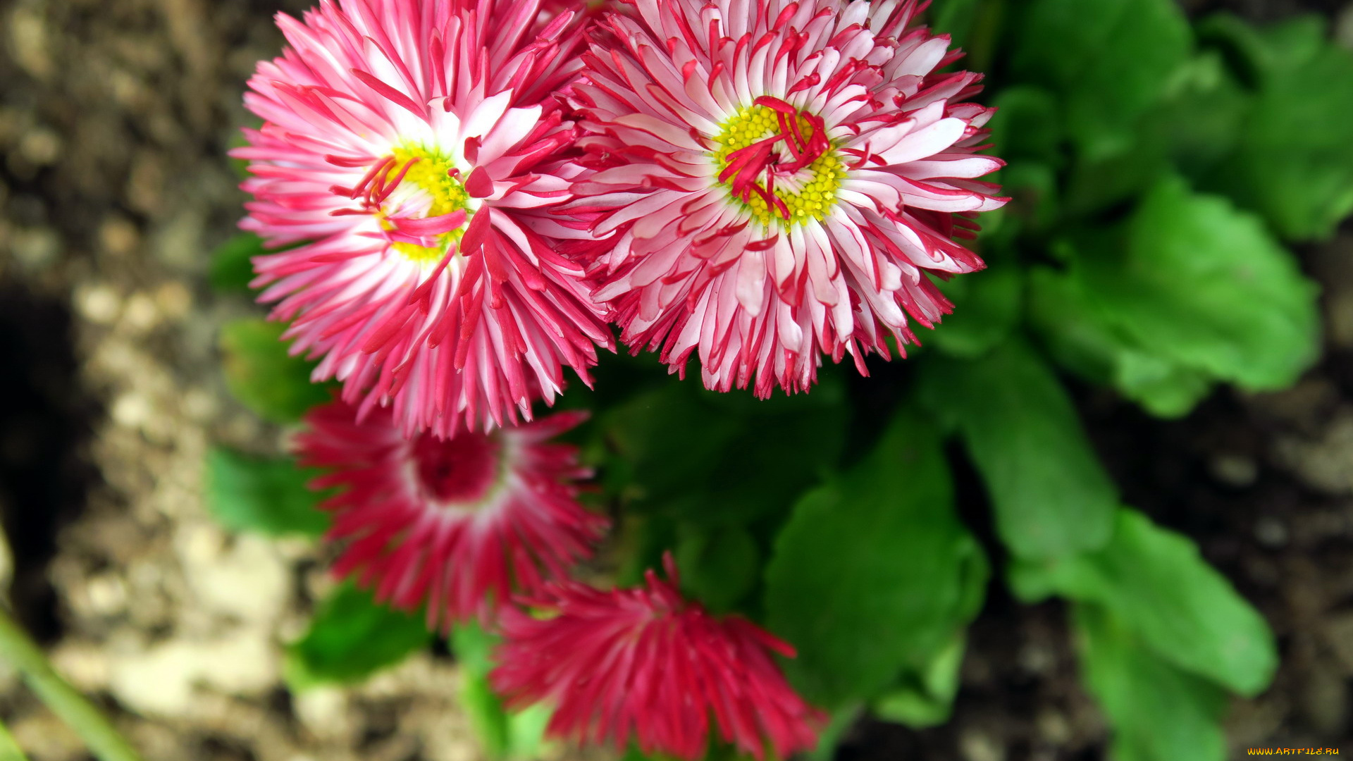 цветы, маргаритки, розовый