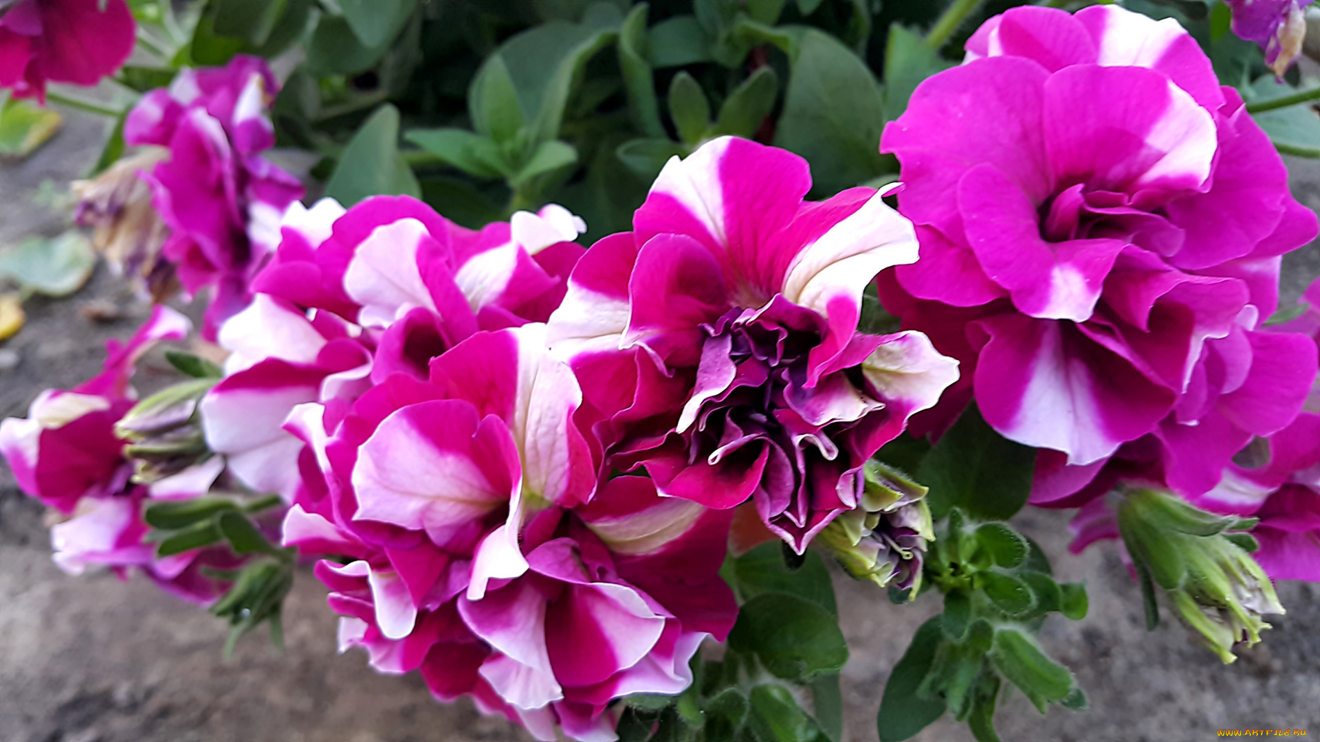 цветы, петунии, , калибрахоа, двухцветные, махровые