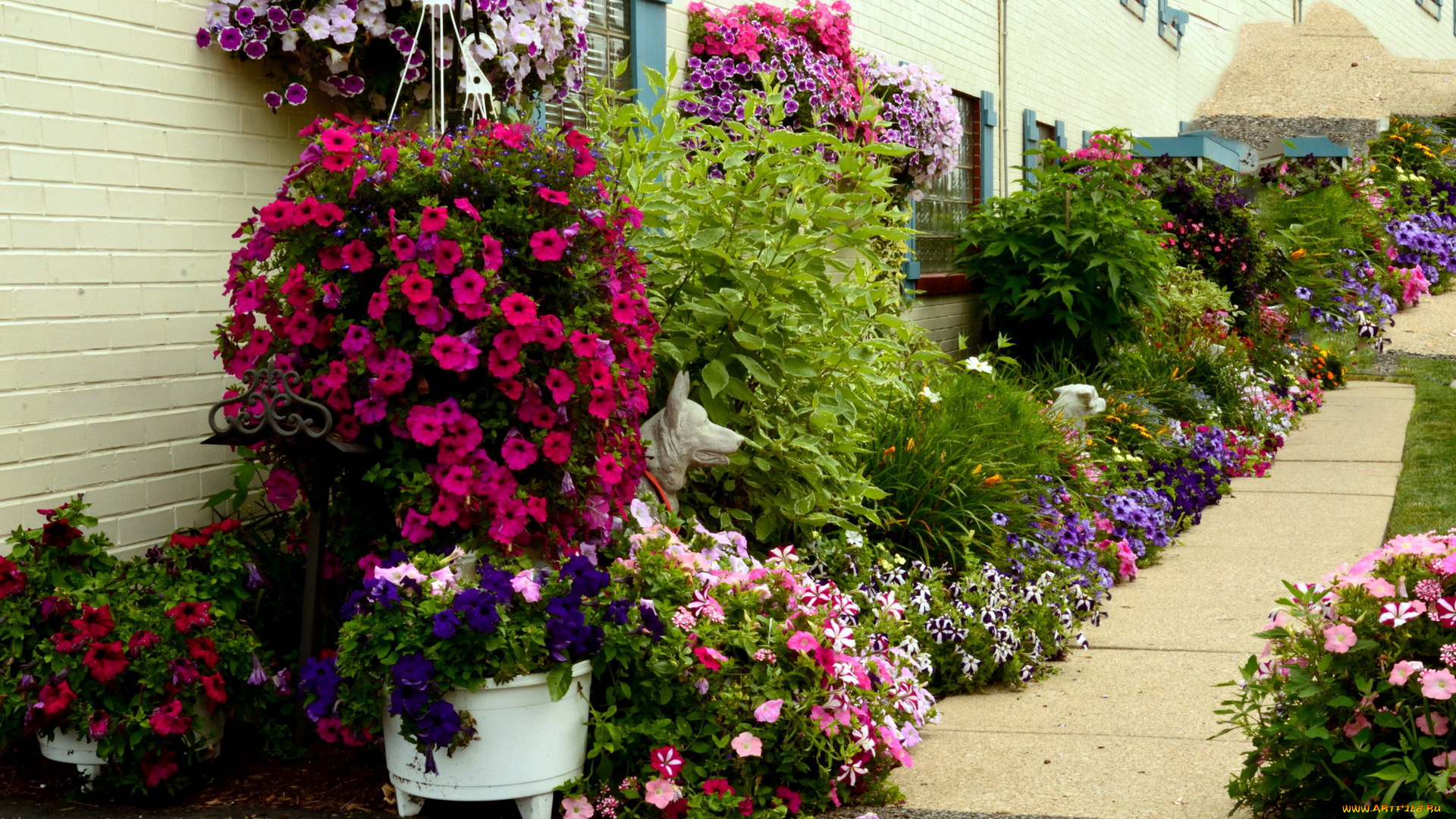 цветы, петунии, , калибрахоа, разноцветные