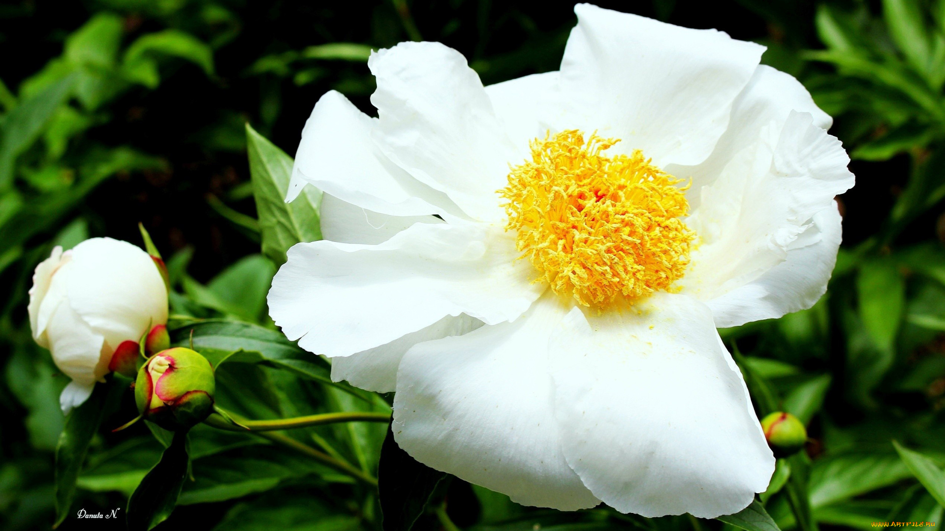 цветы, пионы, белый, макро, бутоны