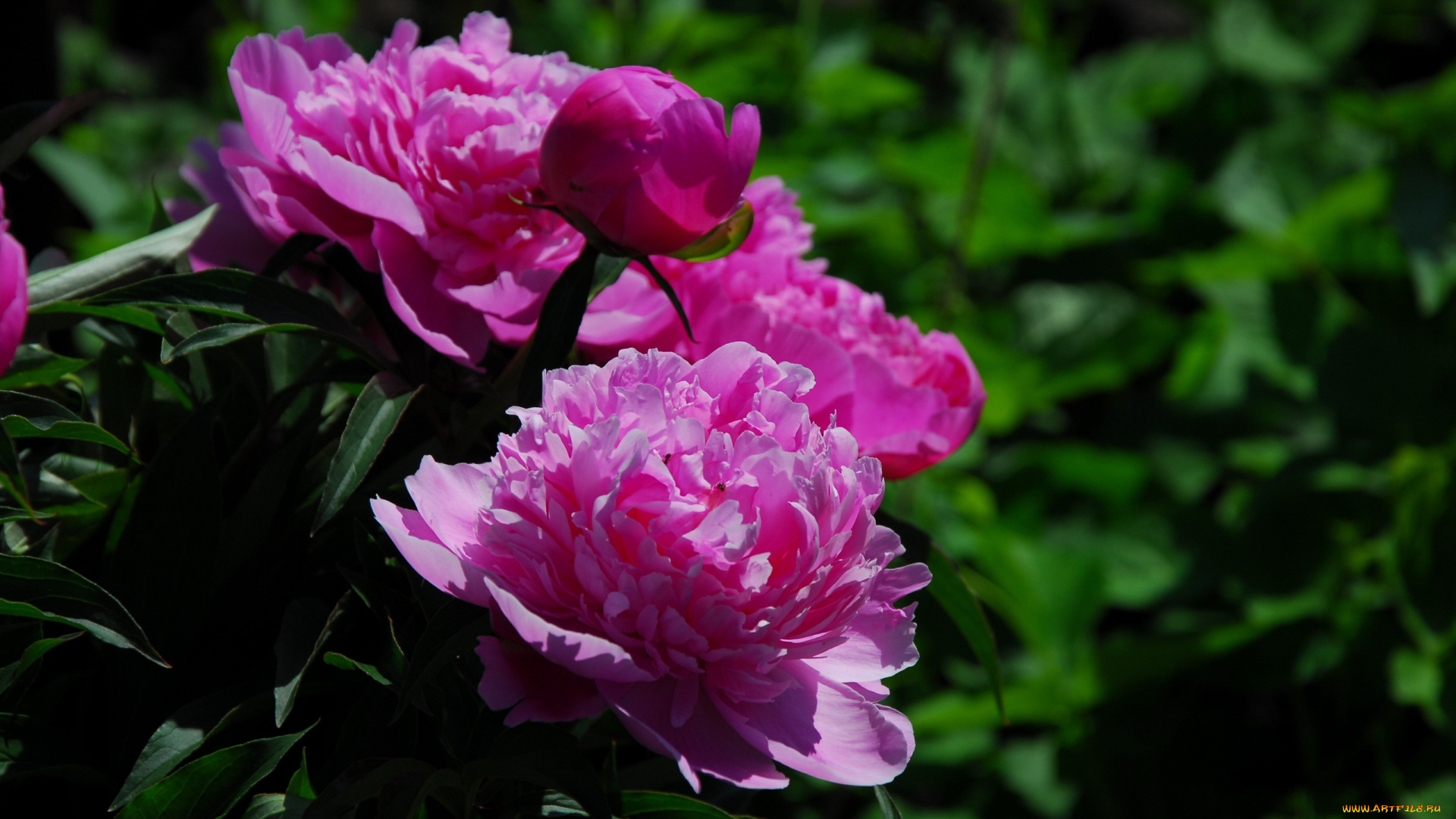 цветы, пионы, розовый