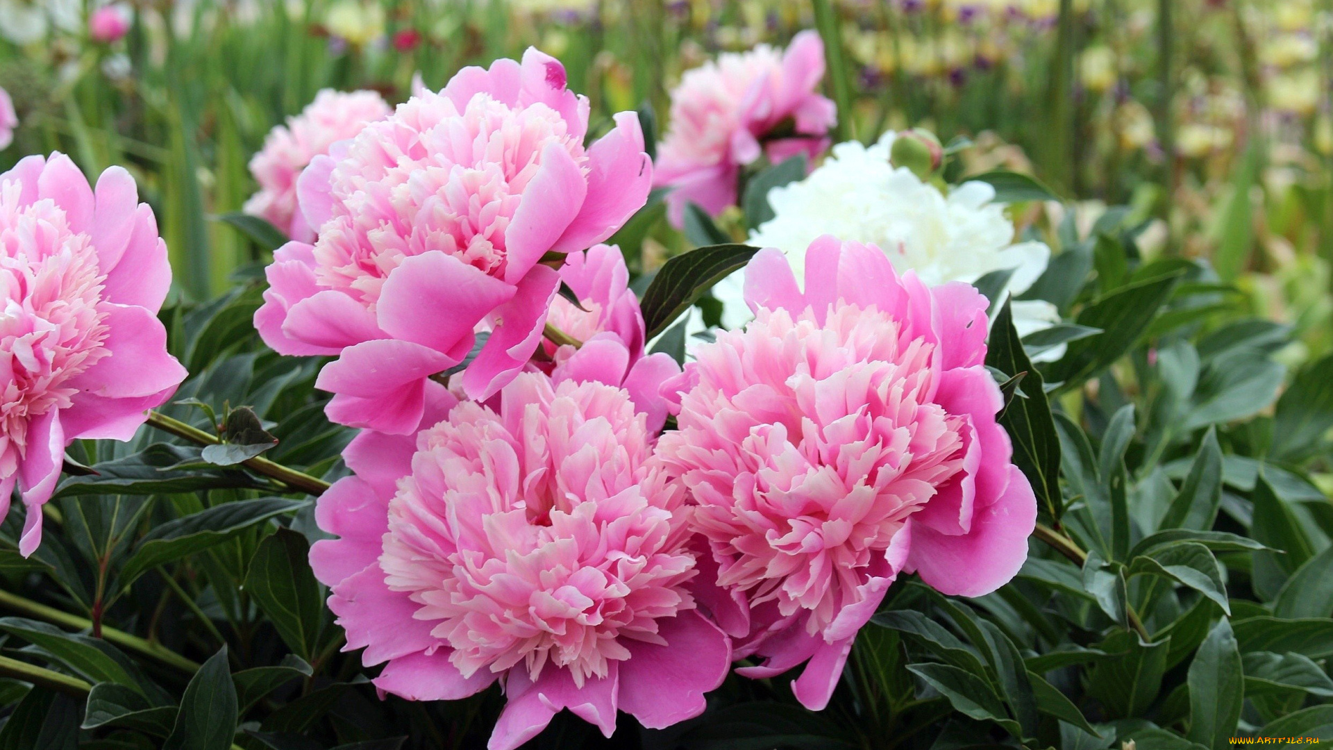 цветы, пионы, розовый